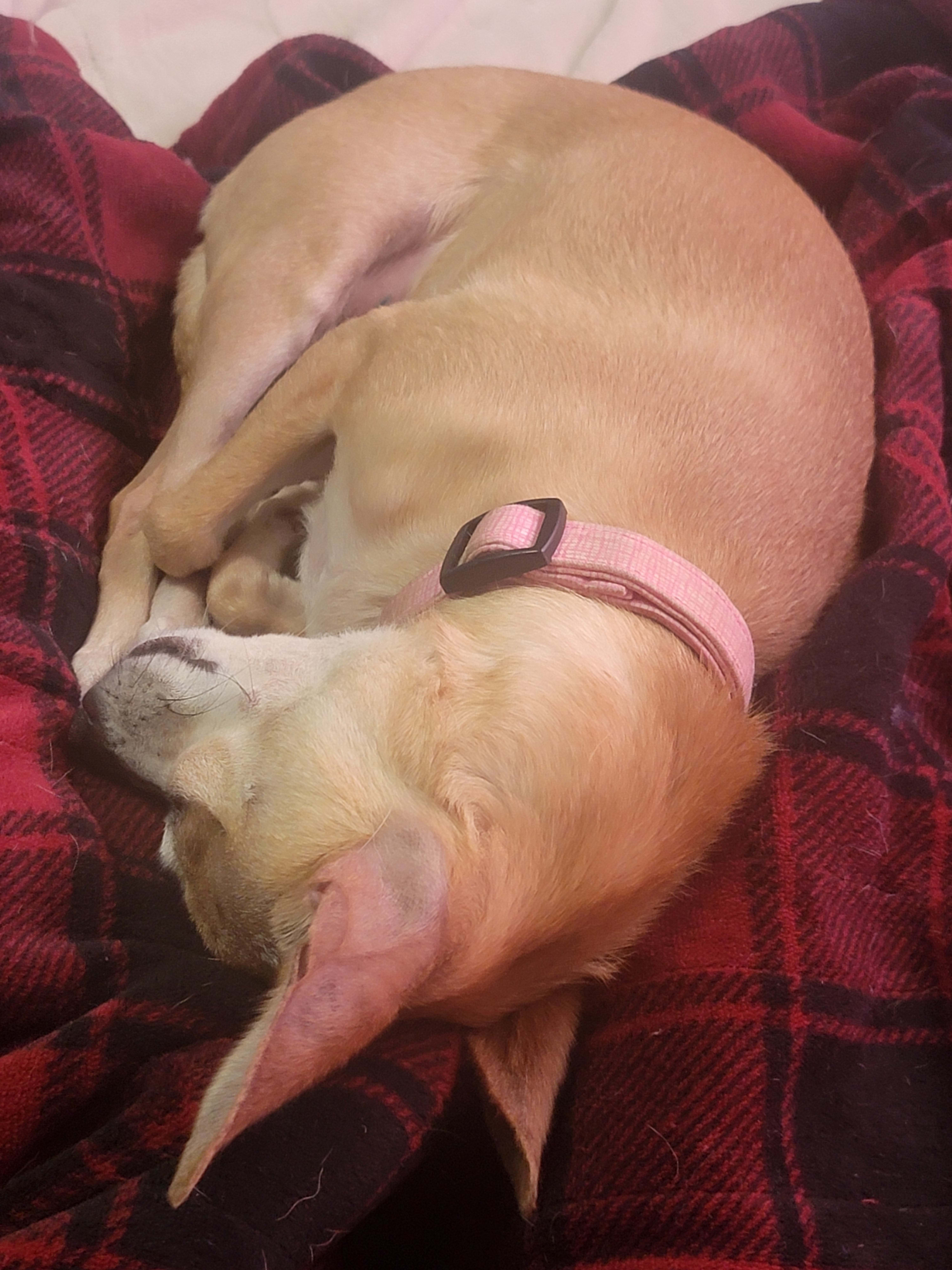Mitzi