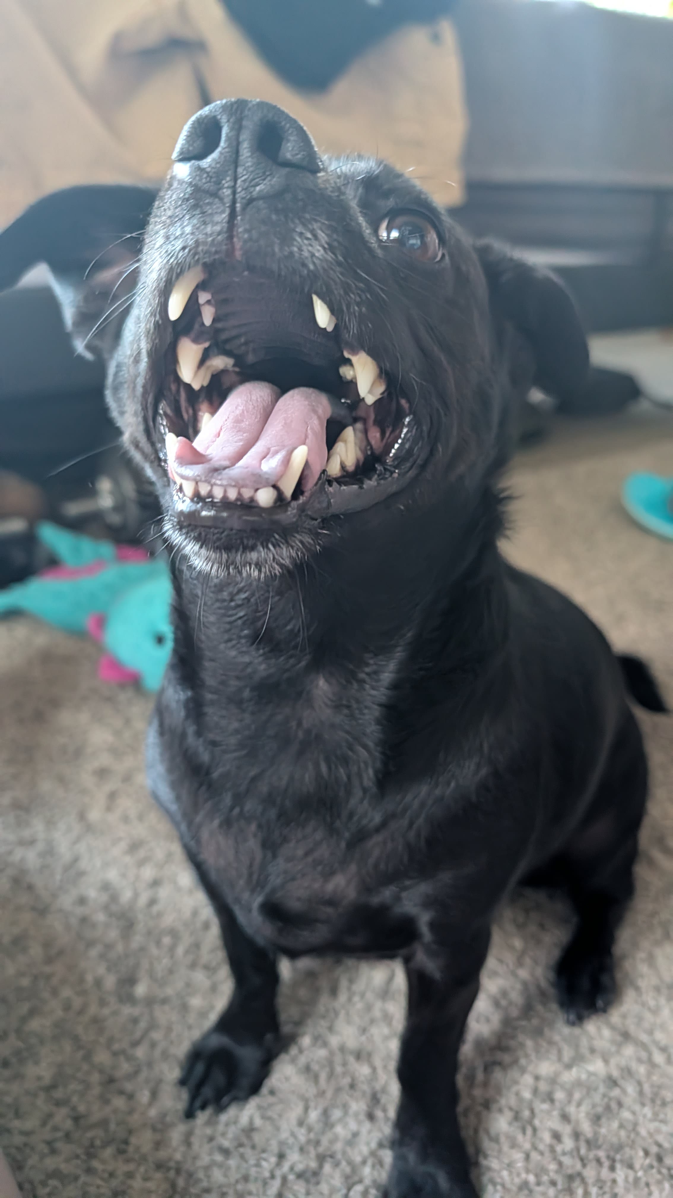 Henry Taco Henry Taco