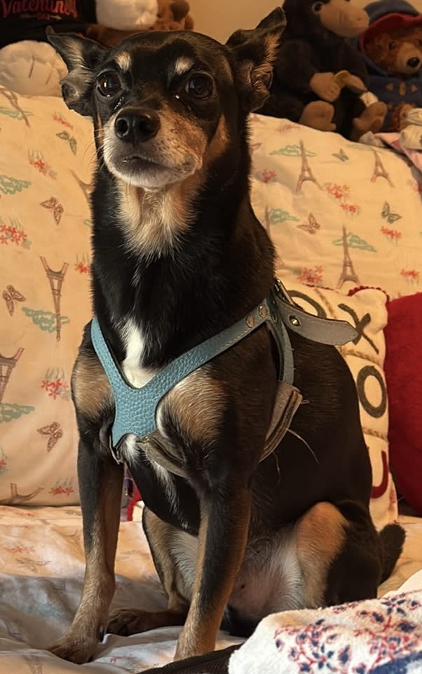 Dobby