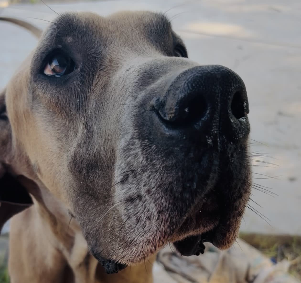 Dozer