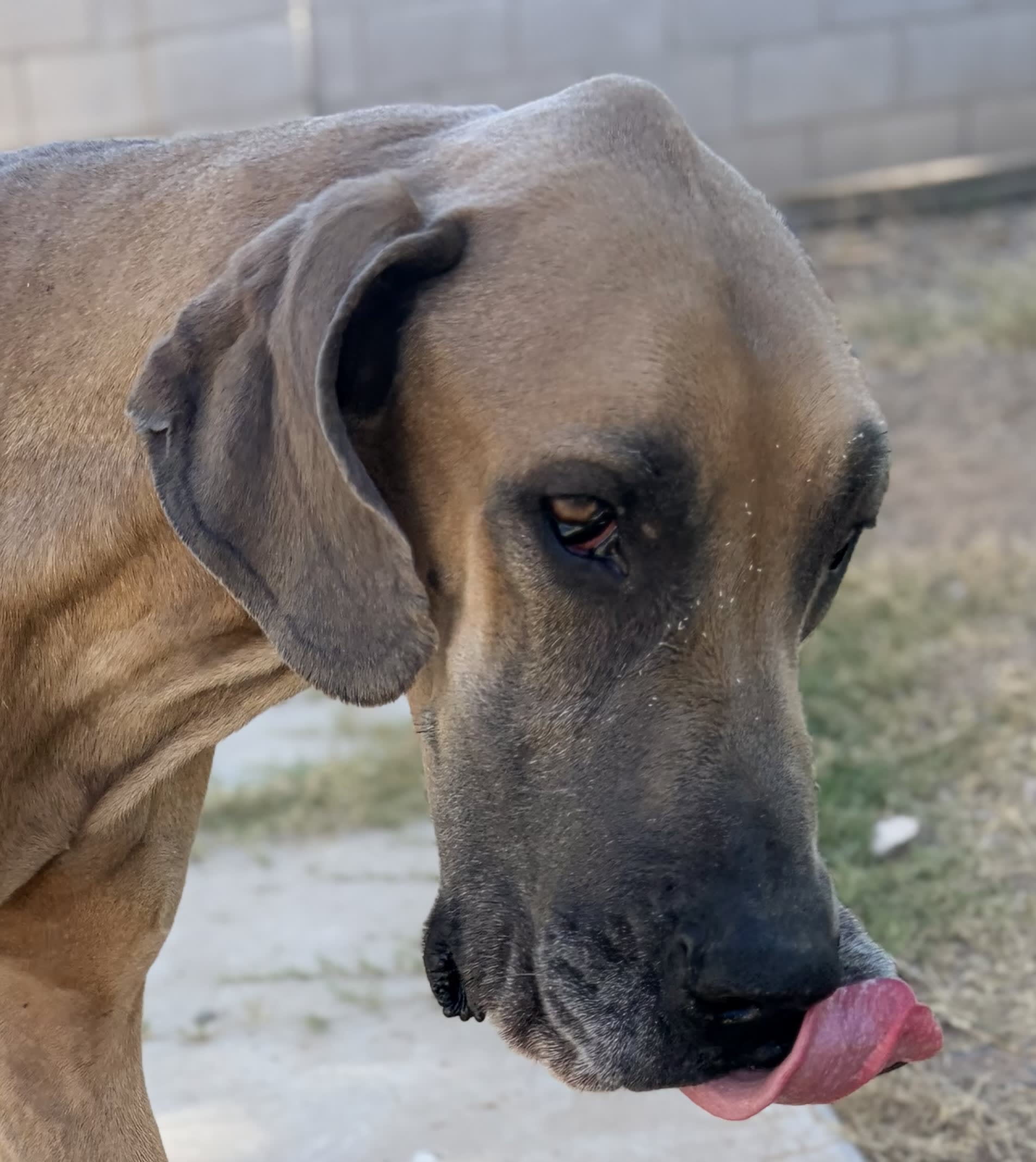 Dozer