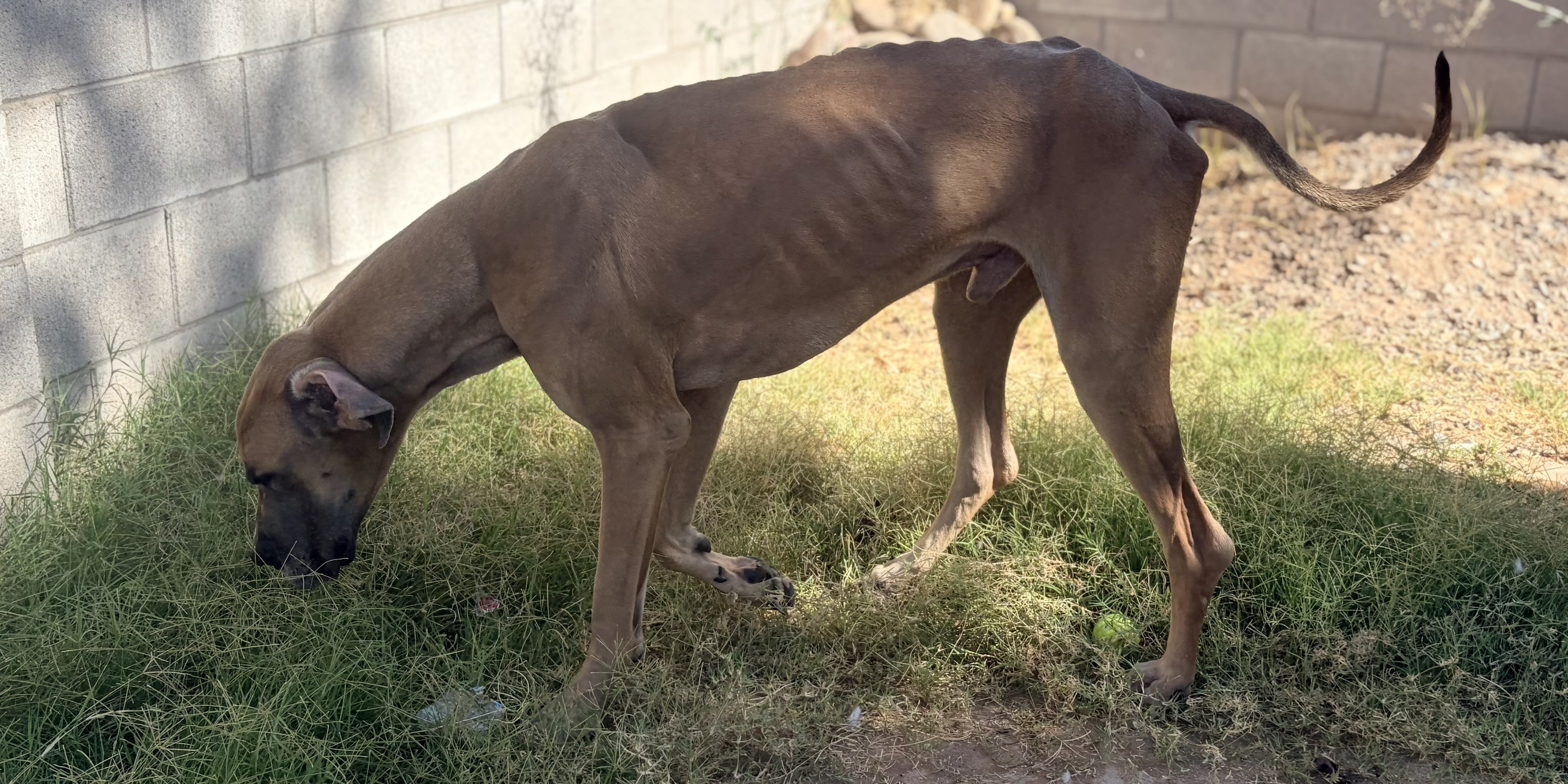 Dozer