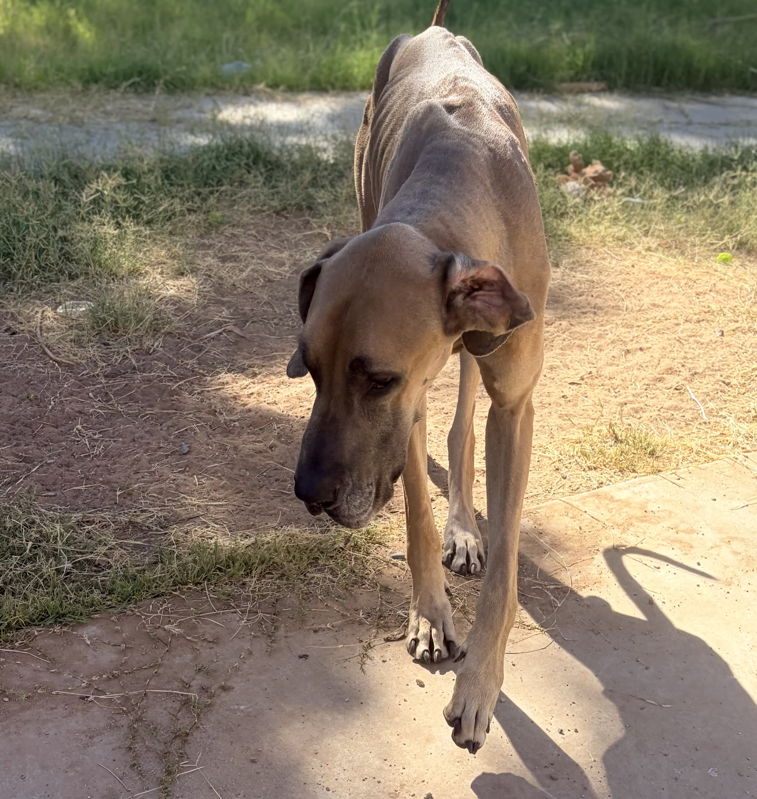 Dozer