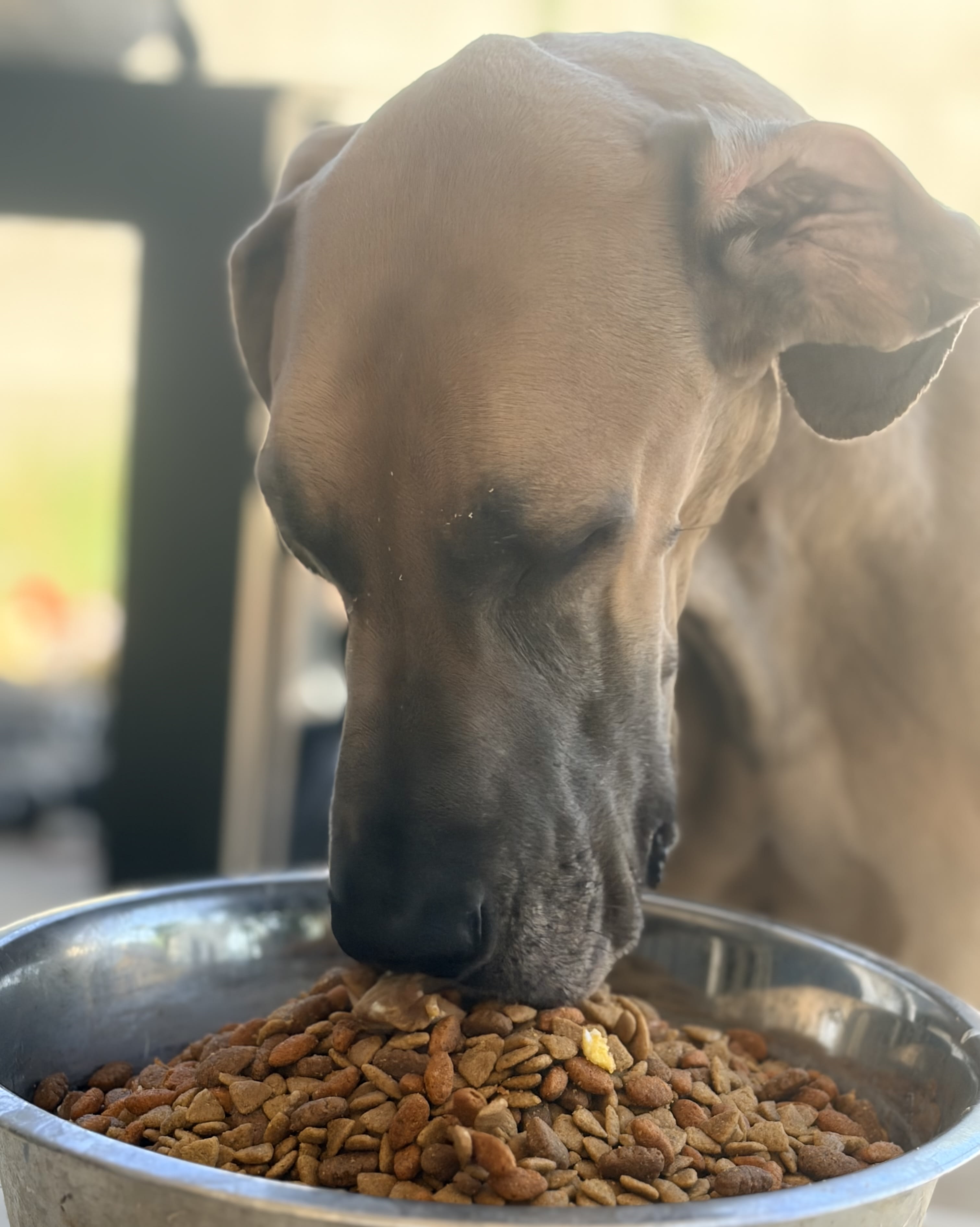 Dozer