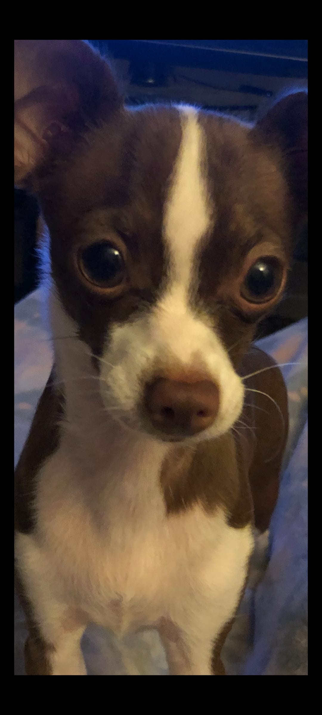 Coco