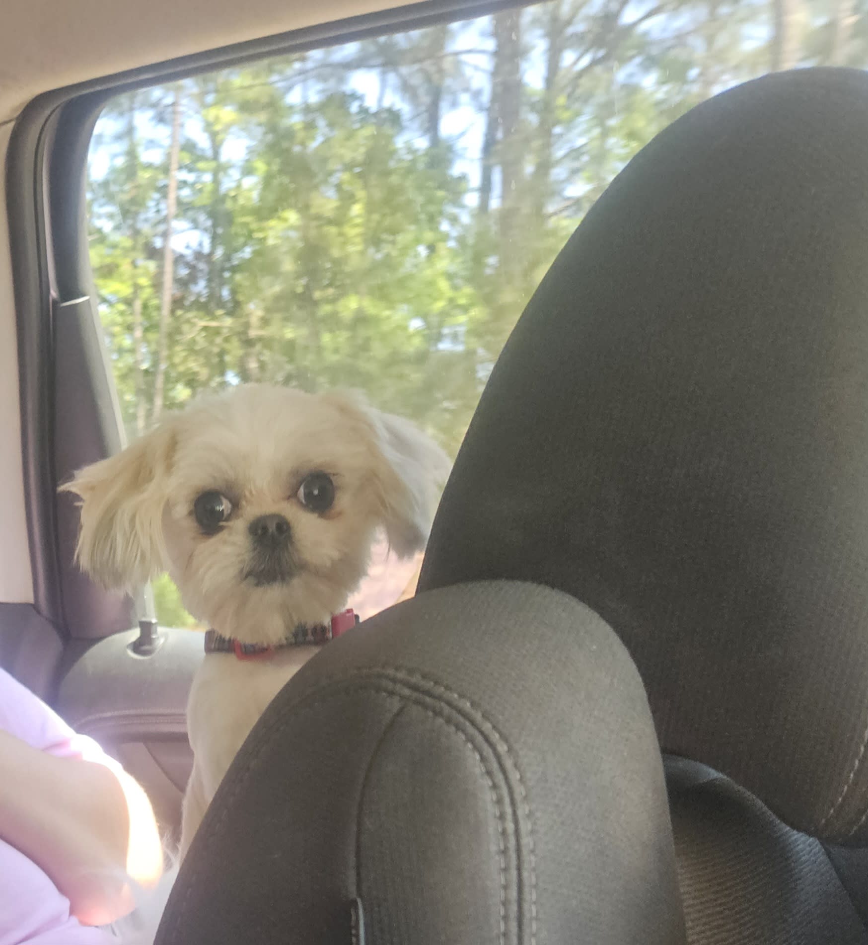Nugget Nugget