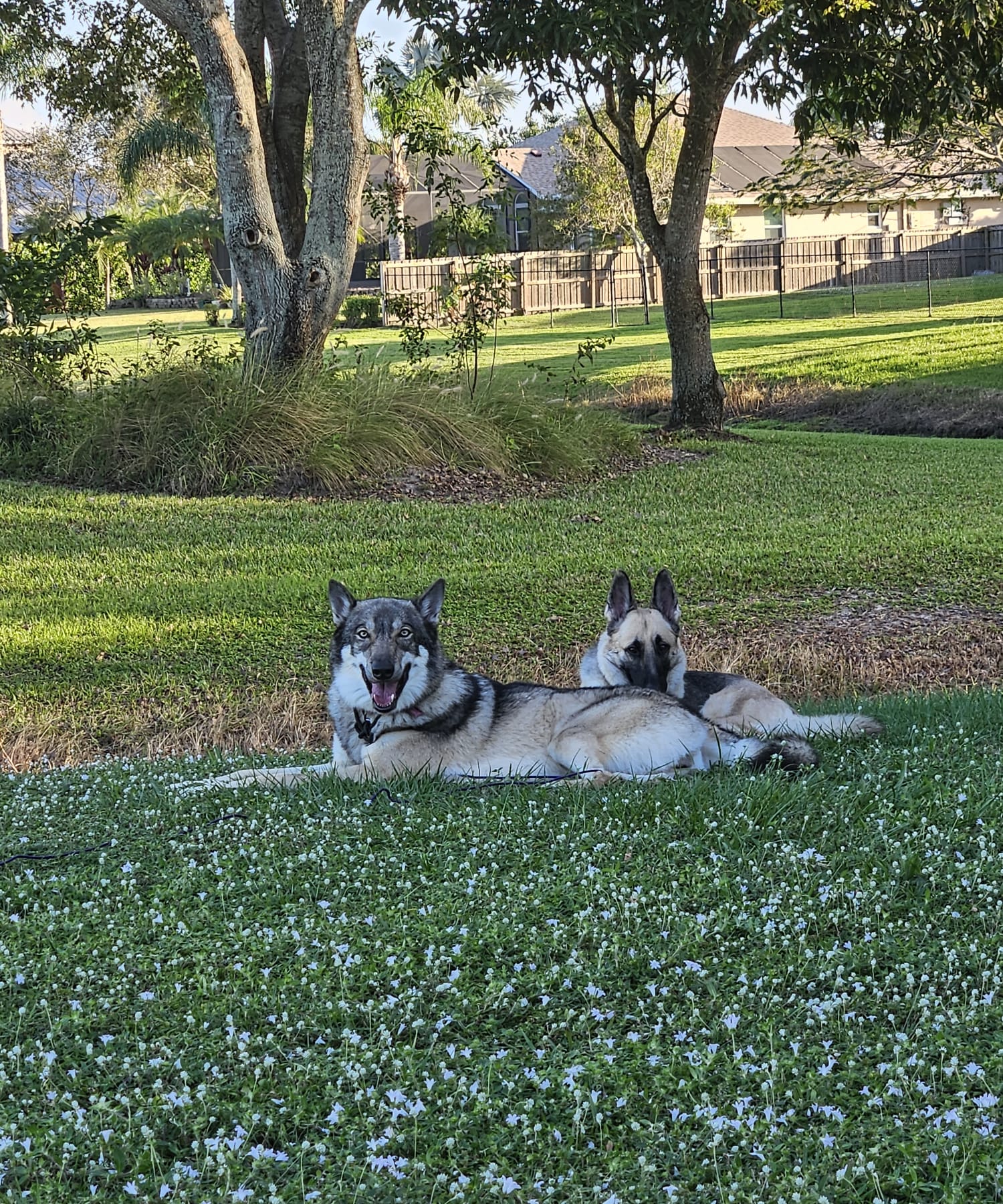 Maia