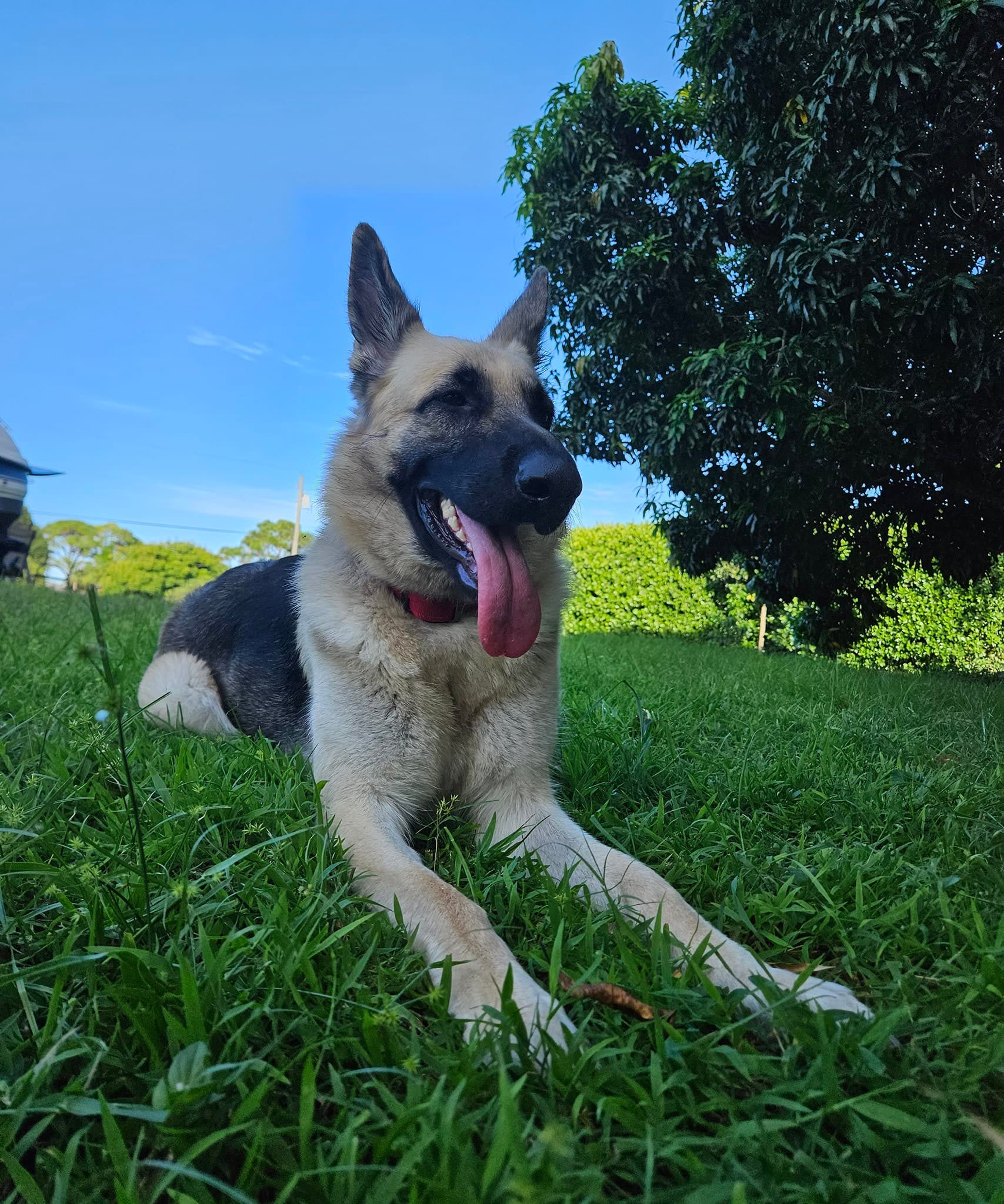 Maia