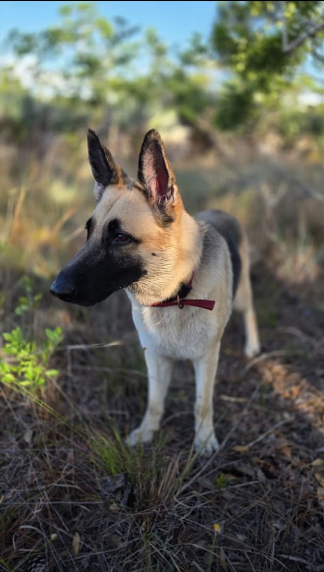 Maia