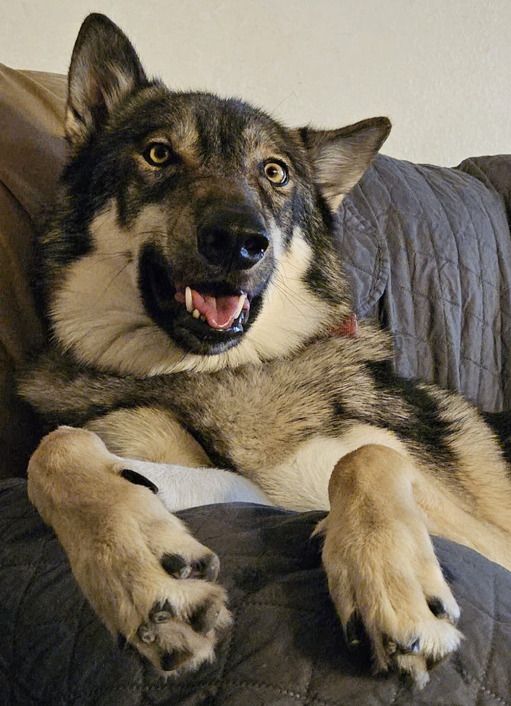 Maia