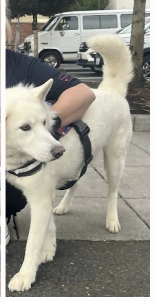 APOLLO