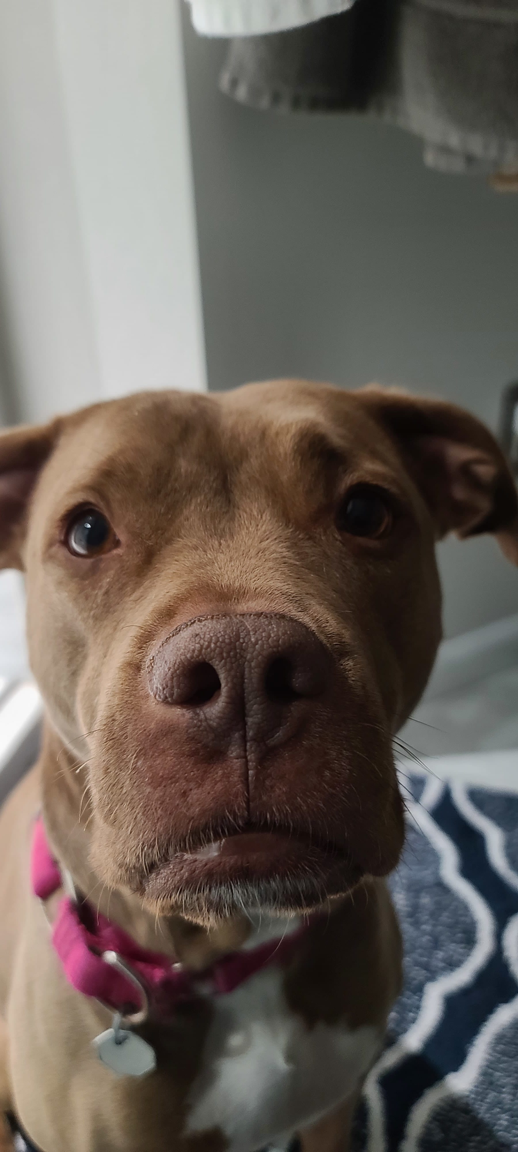 Penny