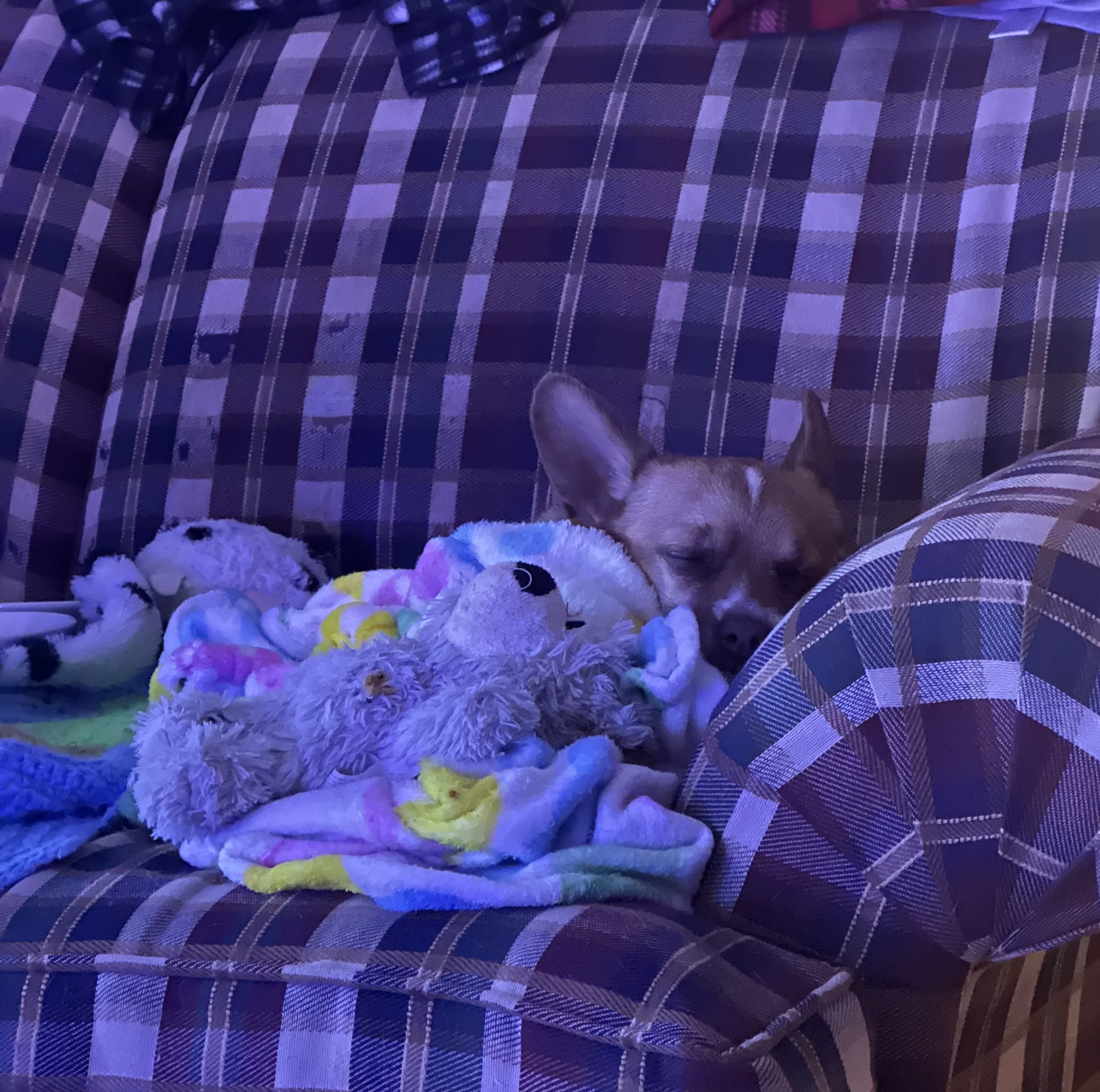 Elsa Elsa
