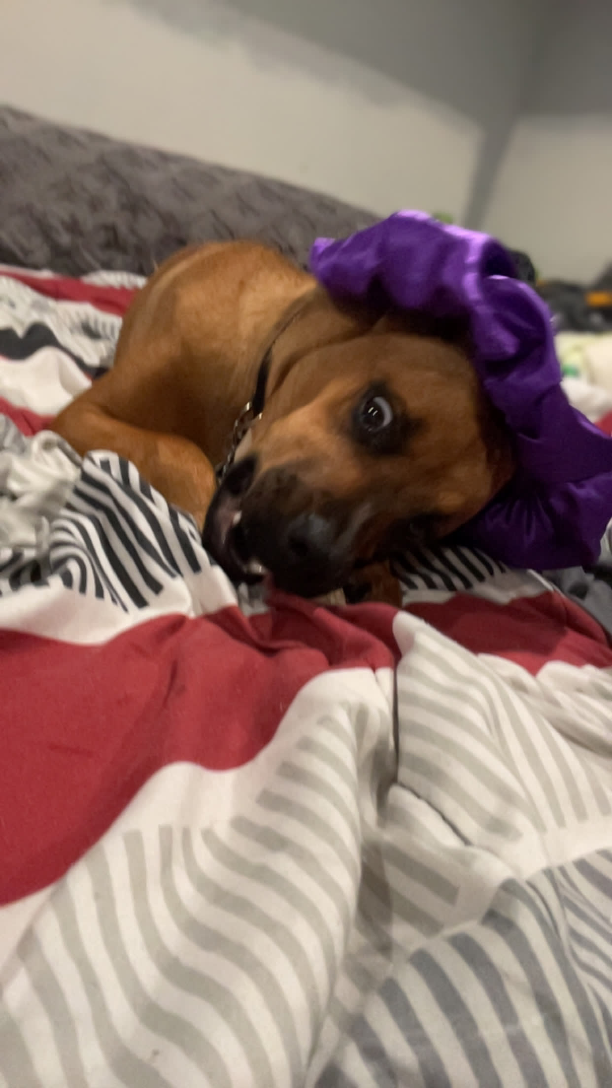 Boo