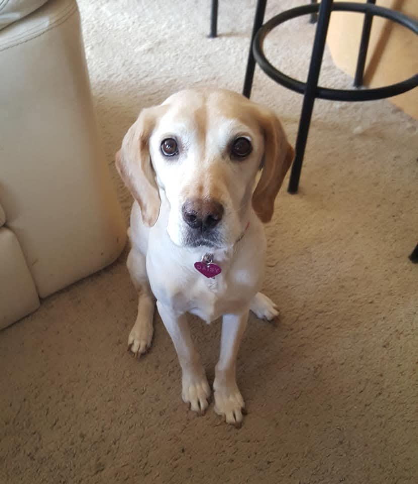 Daisy Mae
