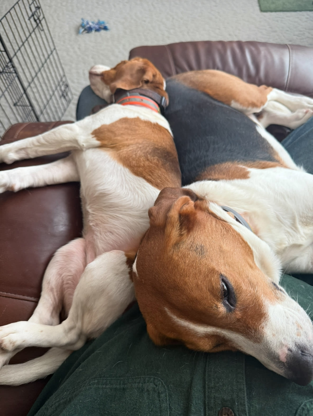 Baylee and Finlee