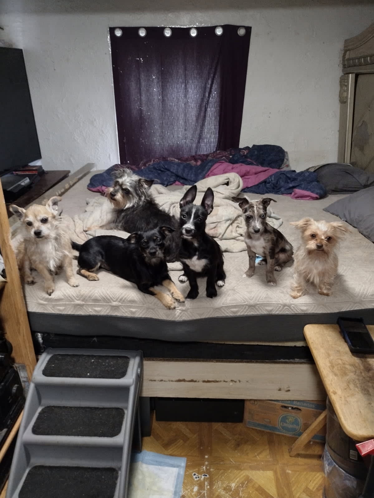 Mischief and family