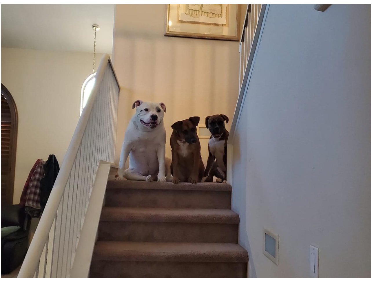 Mo and Bella