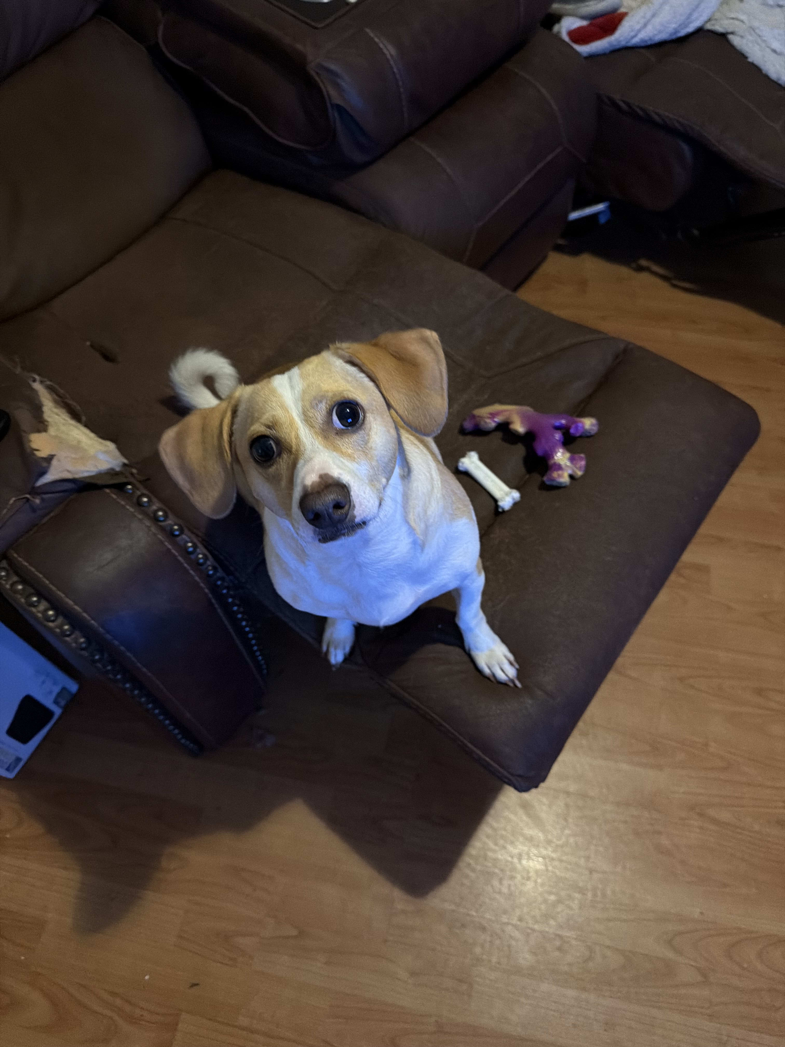 Oreo