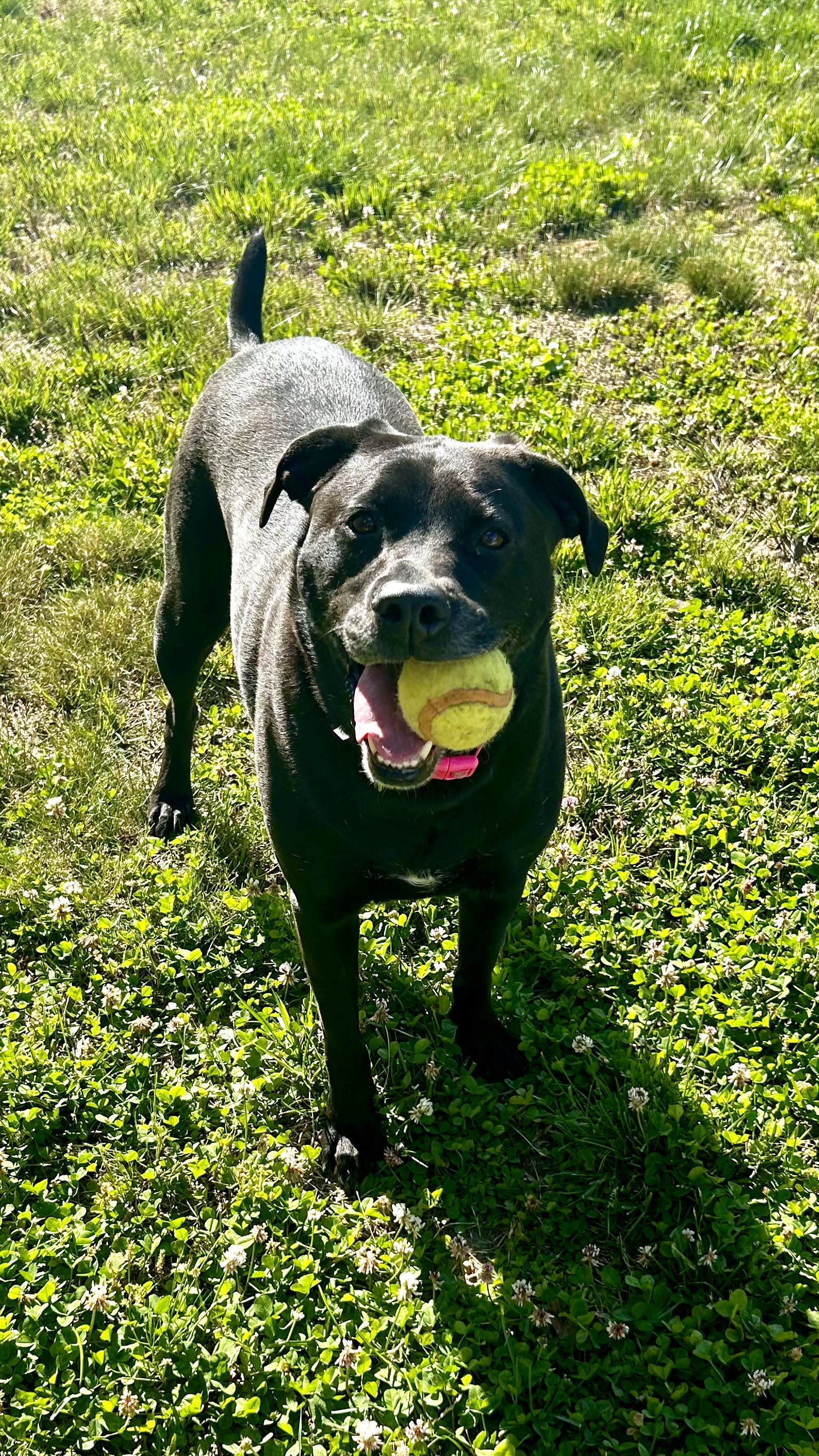 Roxy Roxy