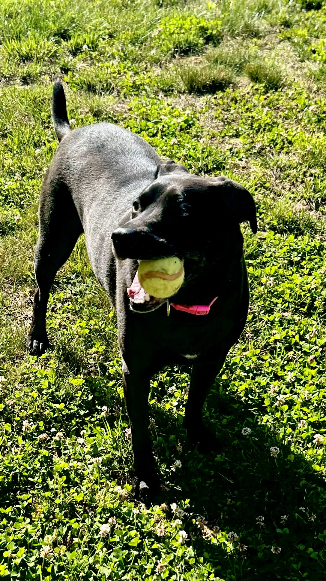 Roxy Roxy