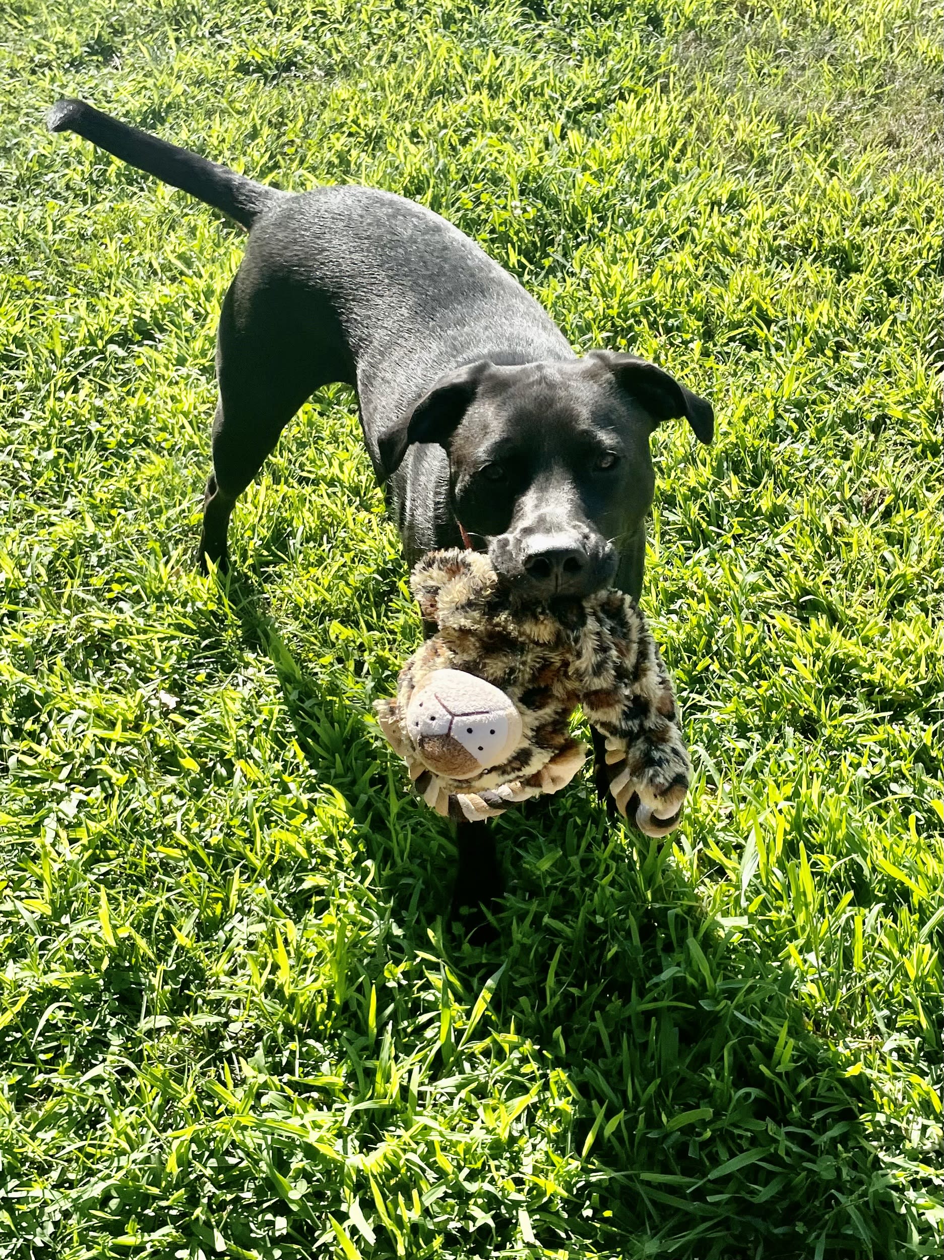 Roxy Roxy