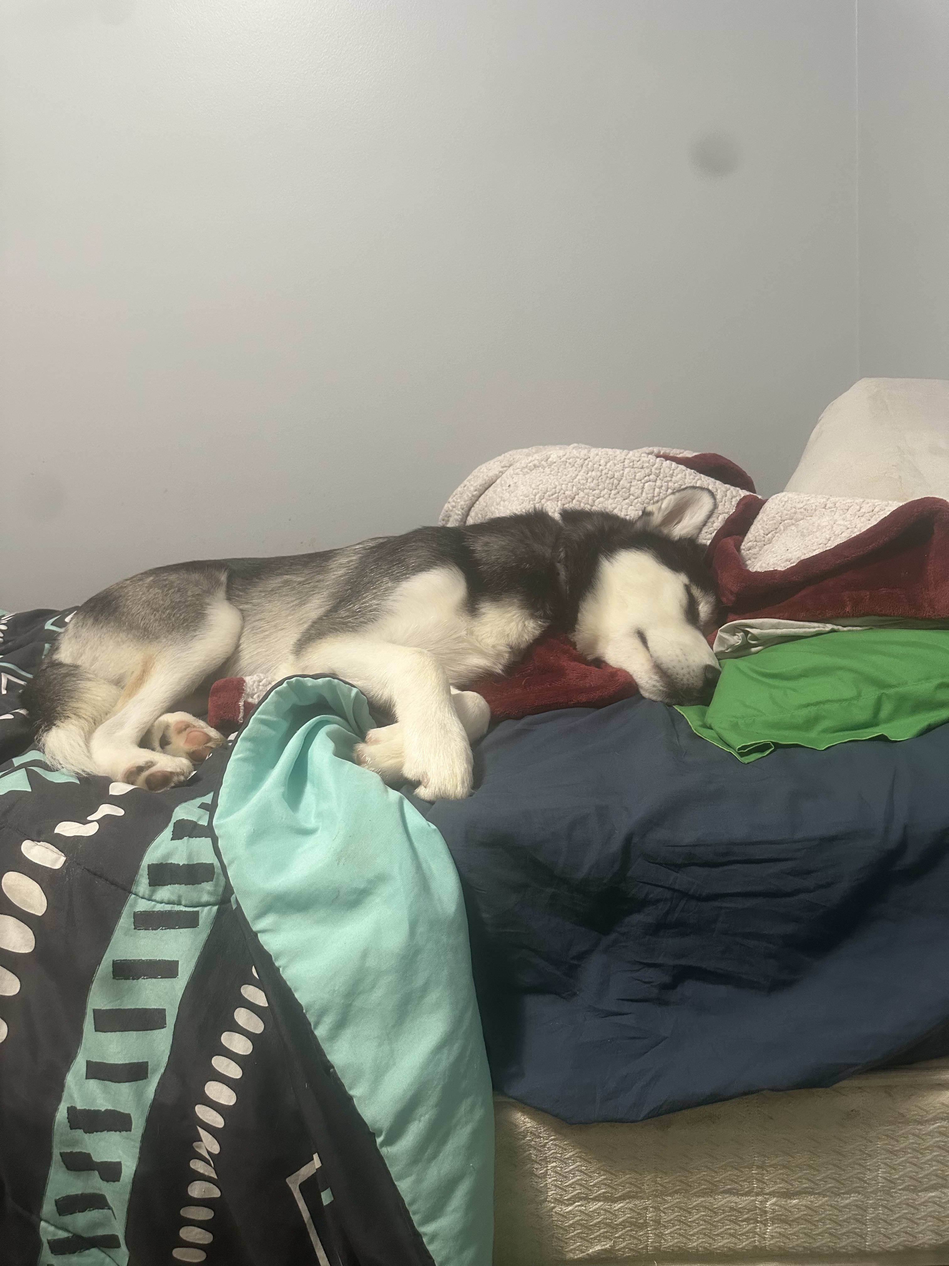 Loki