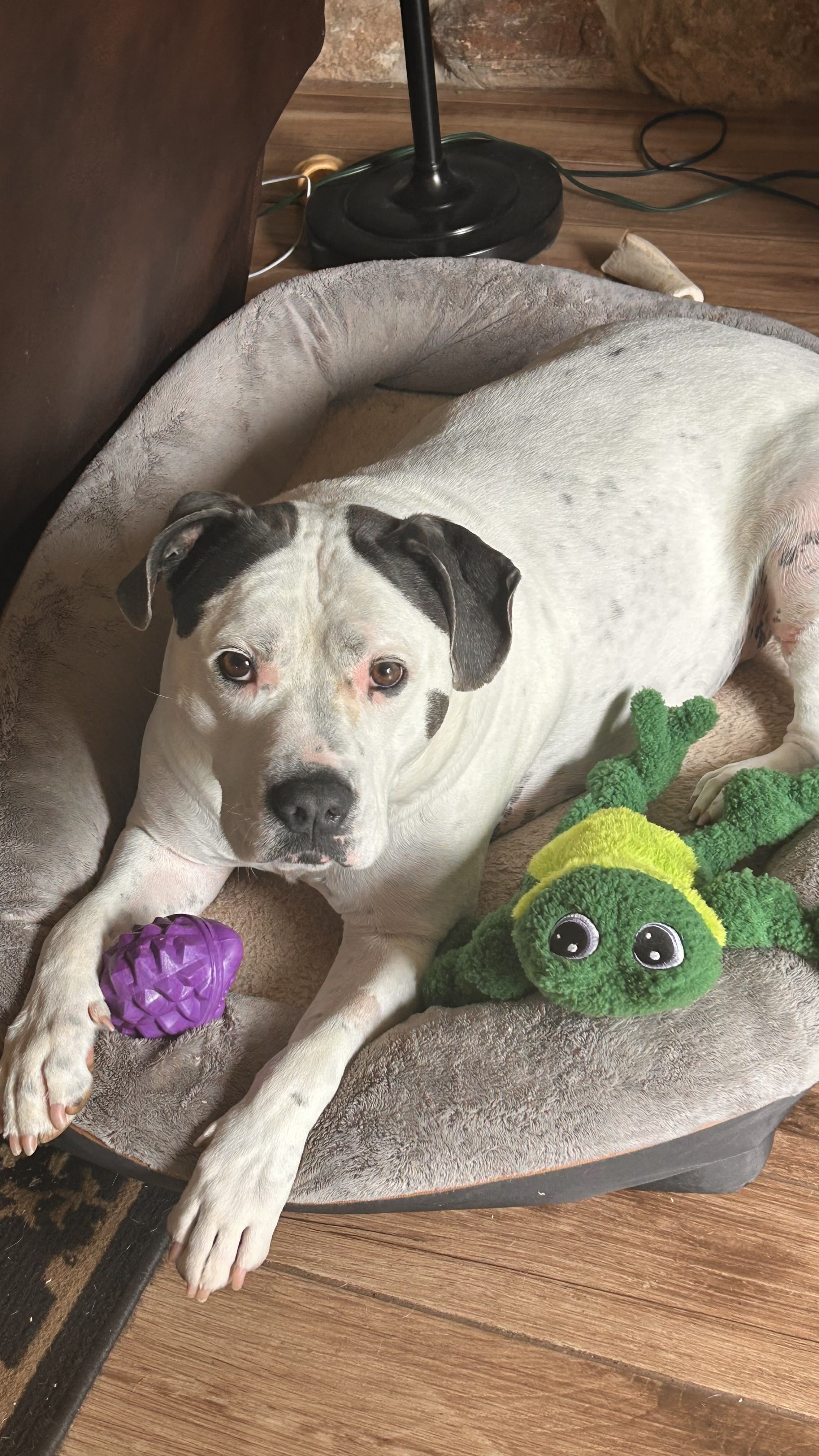 Loki aka Loki Pokey - Loki aka Loki Pokey -