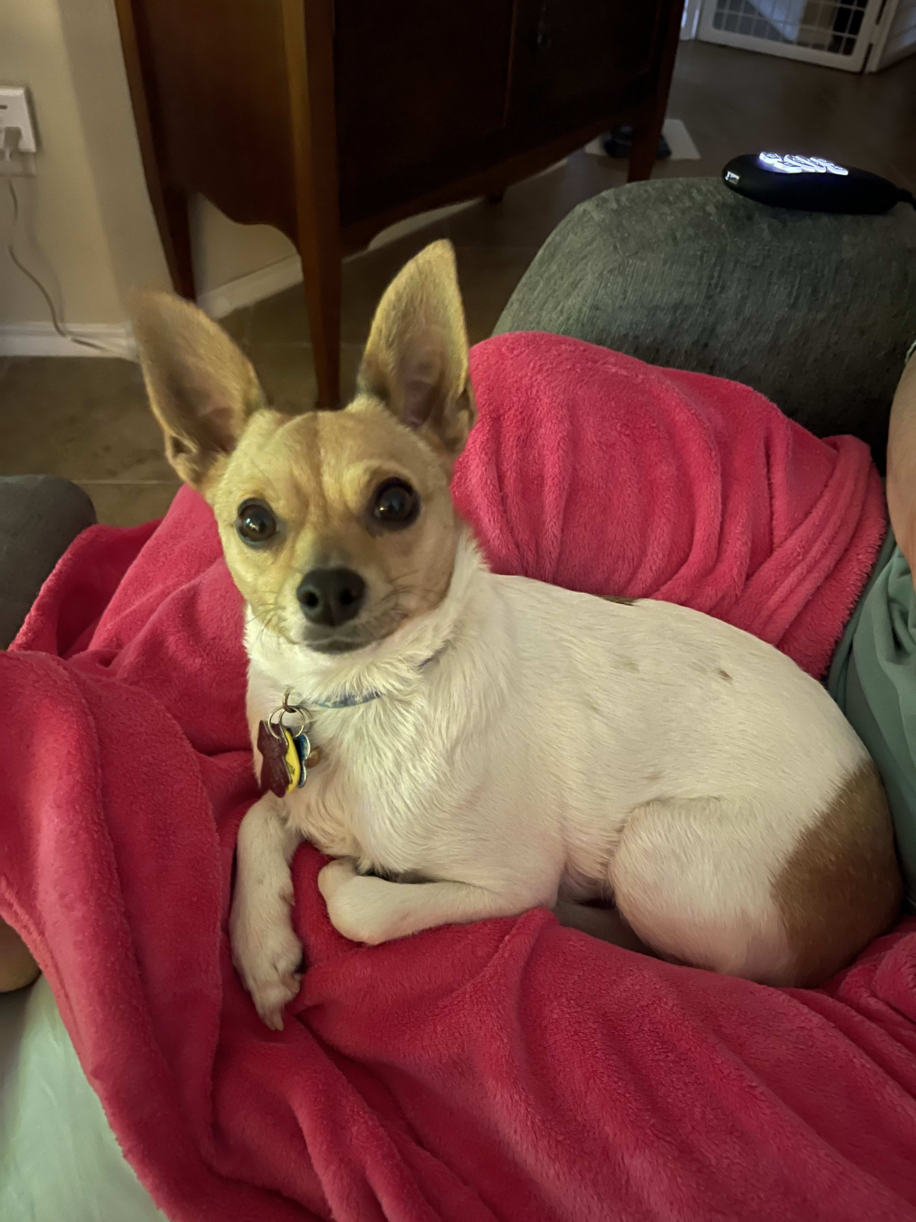 Biscuit