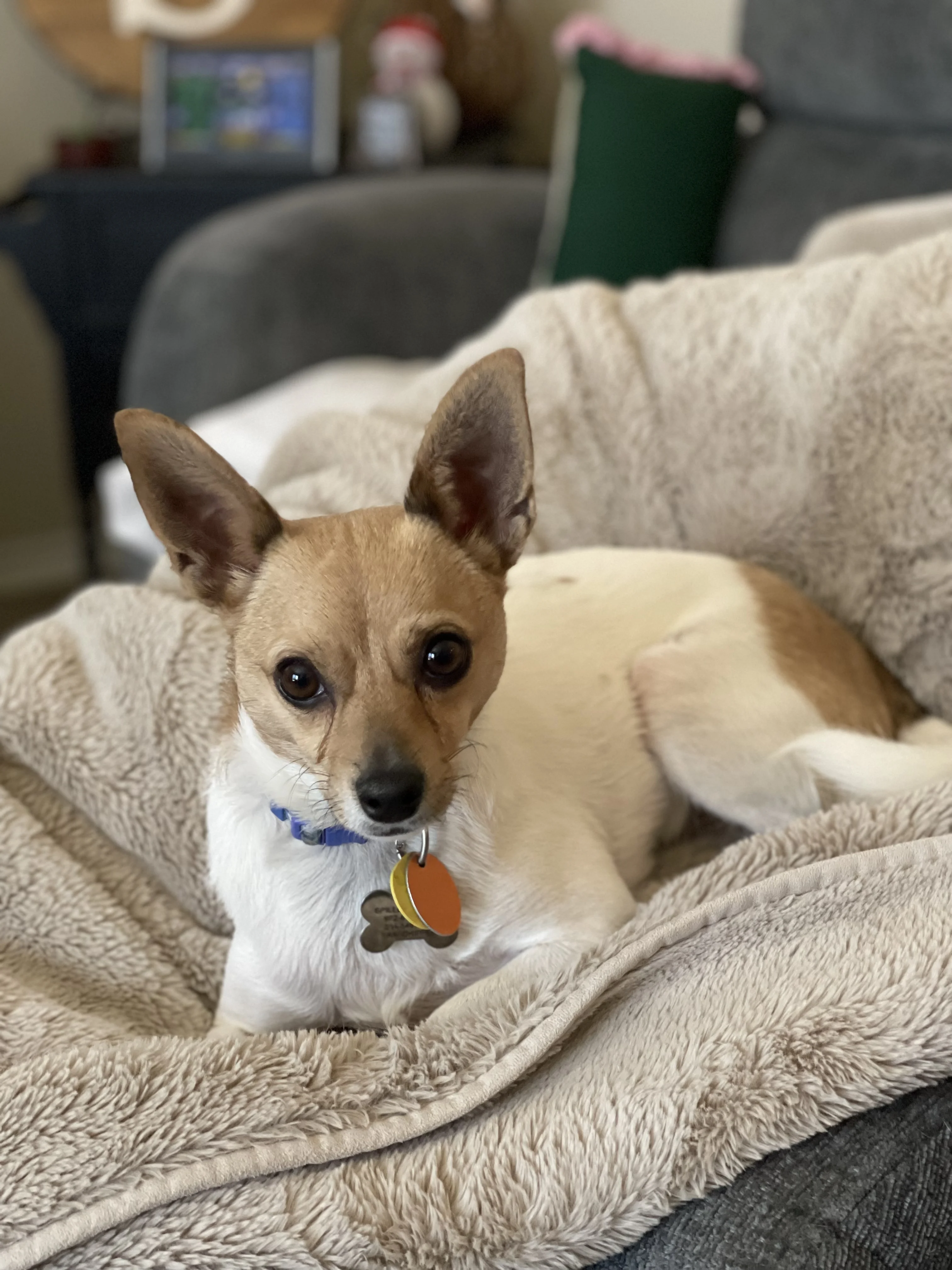 Biscuit