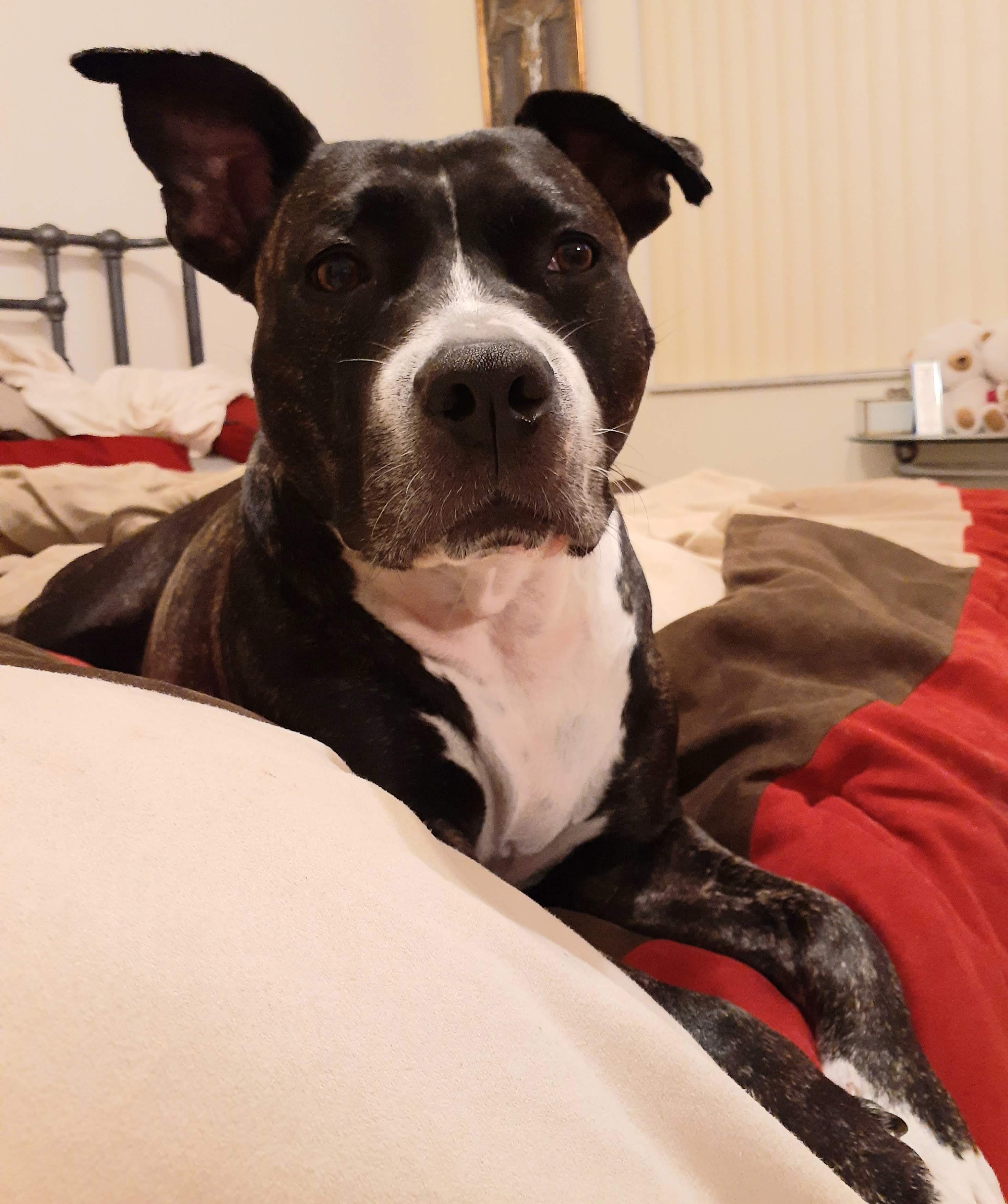 Gypsy