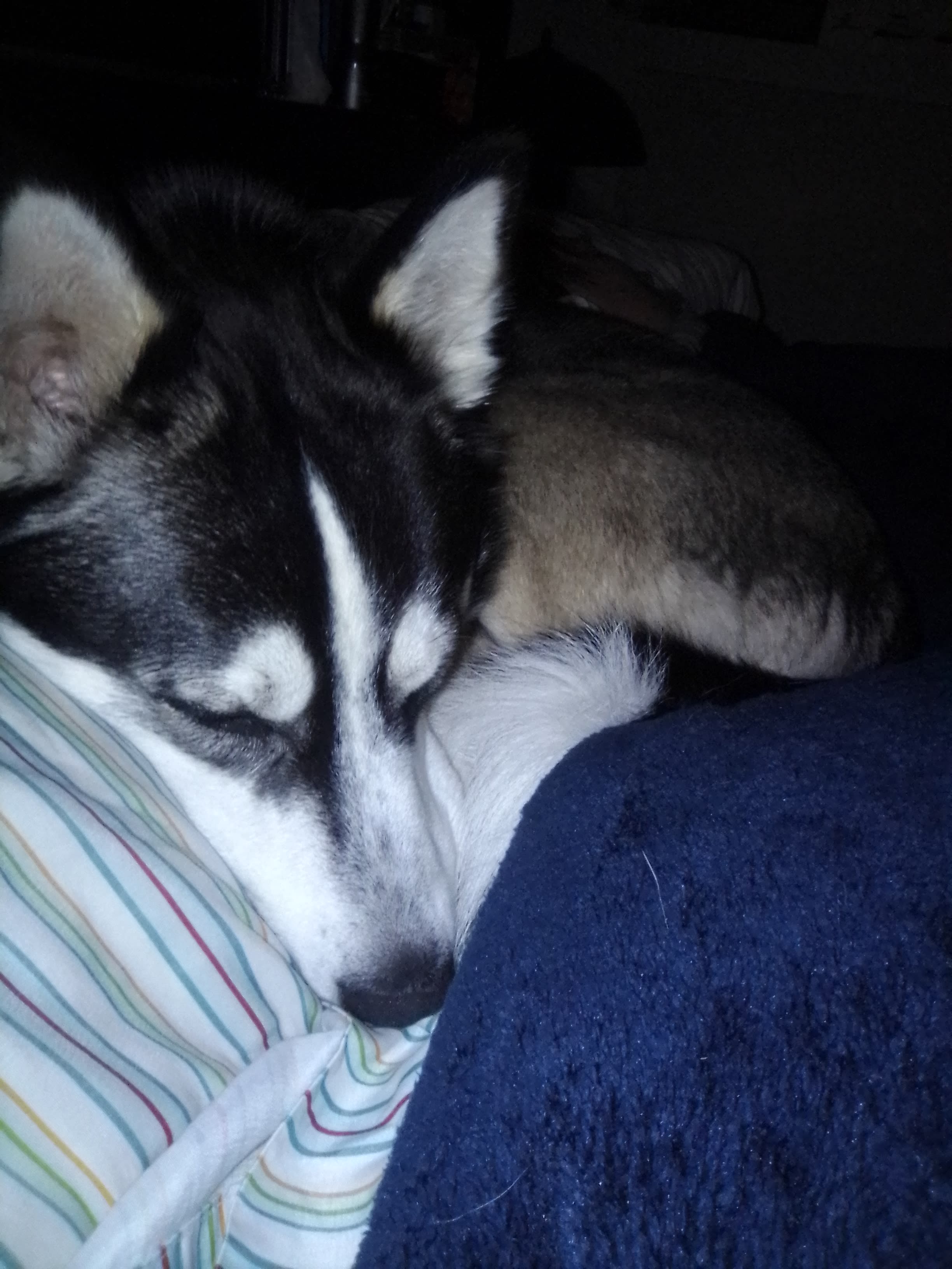 Bandit Bandit