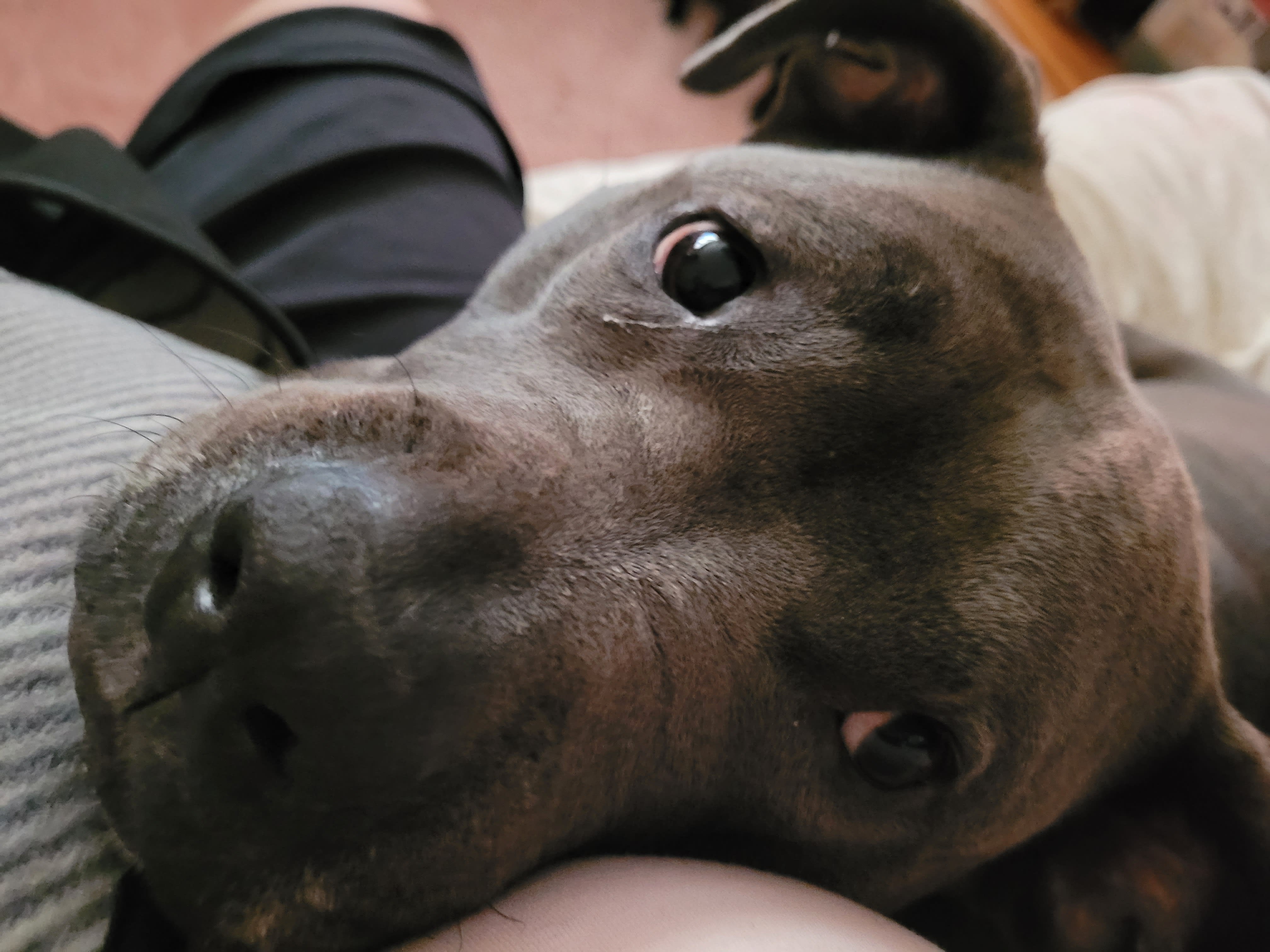 Chulo Chulo