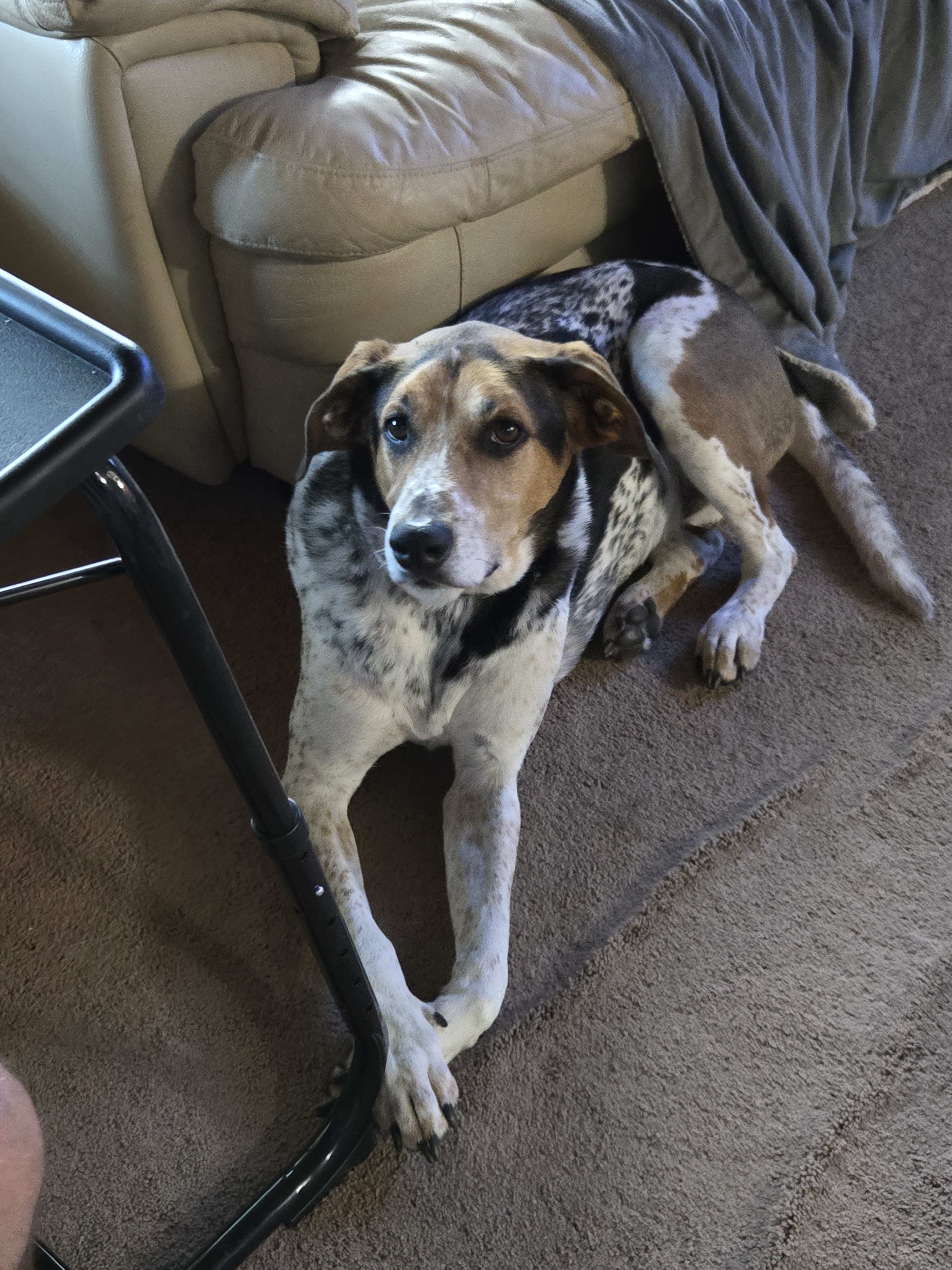 LULU - rescued Great mix