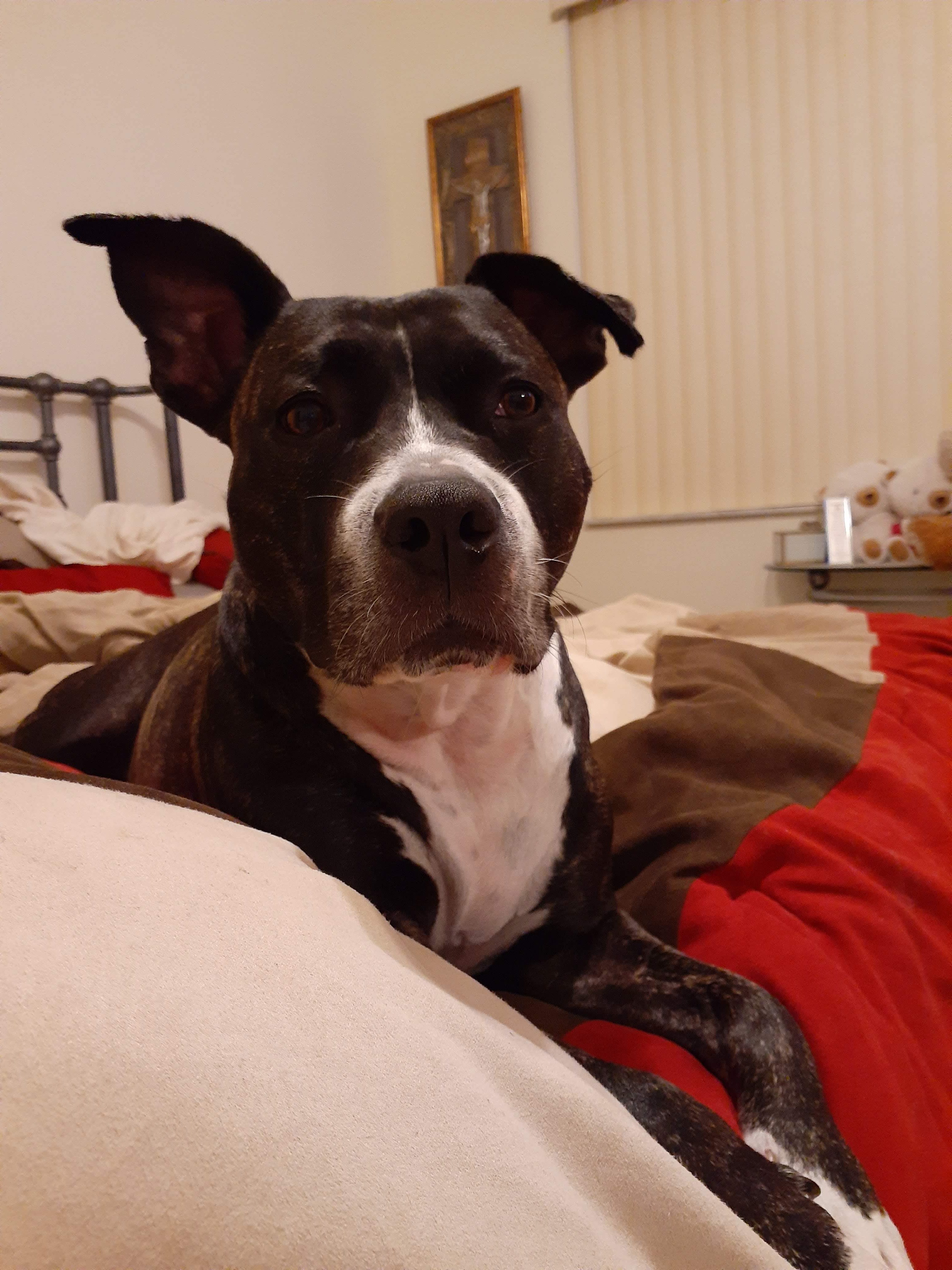 Gypsy