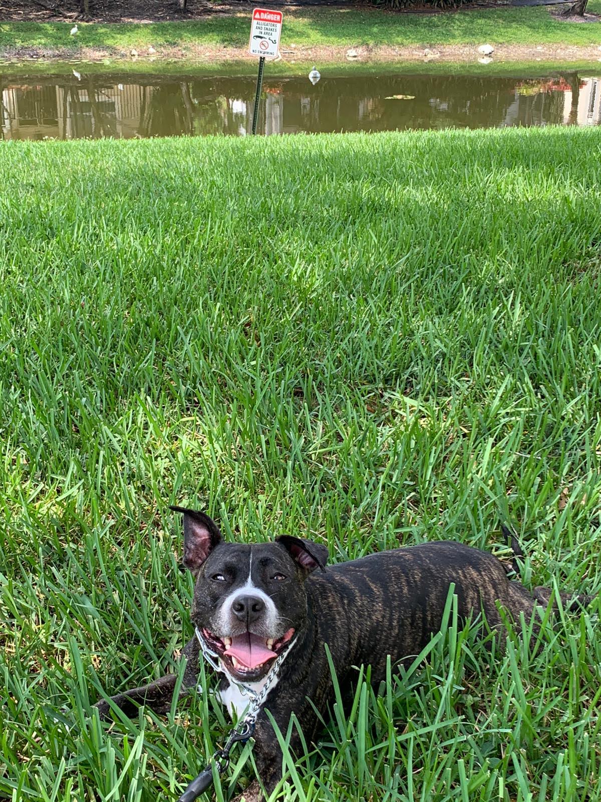Gypsy