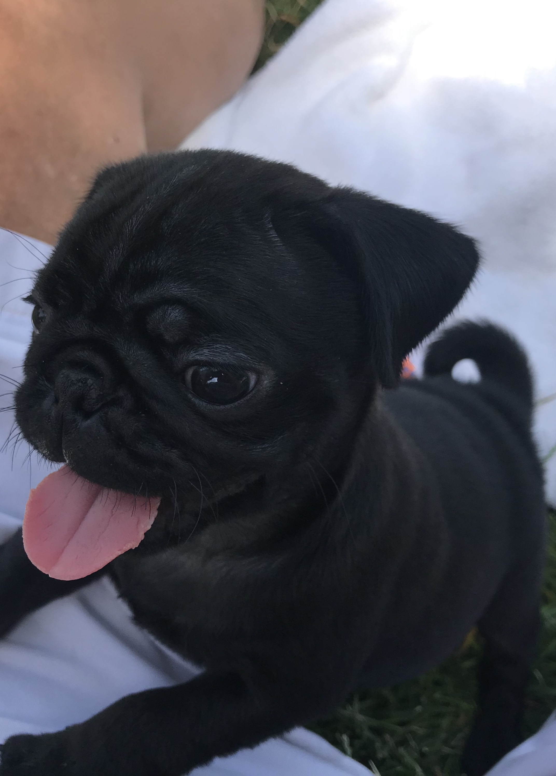 Rocco - Lucca