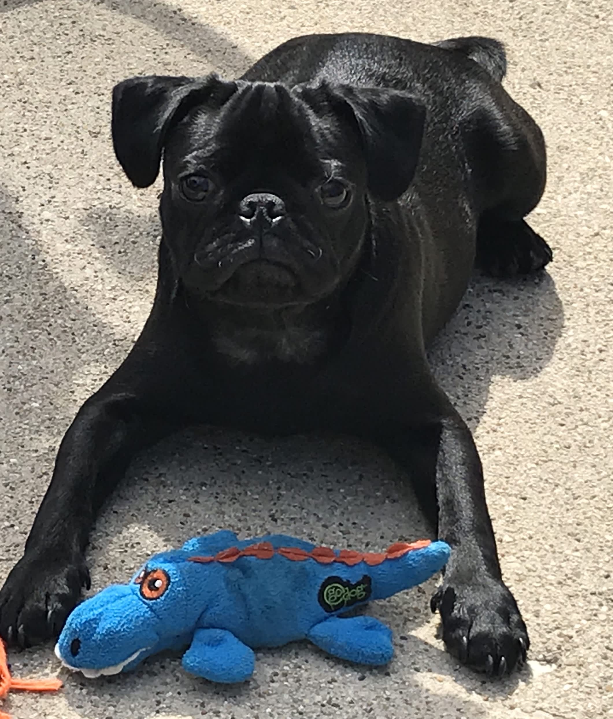 Rocco - Lucca