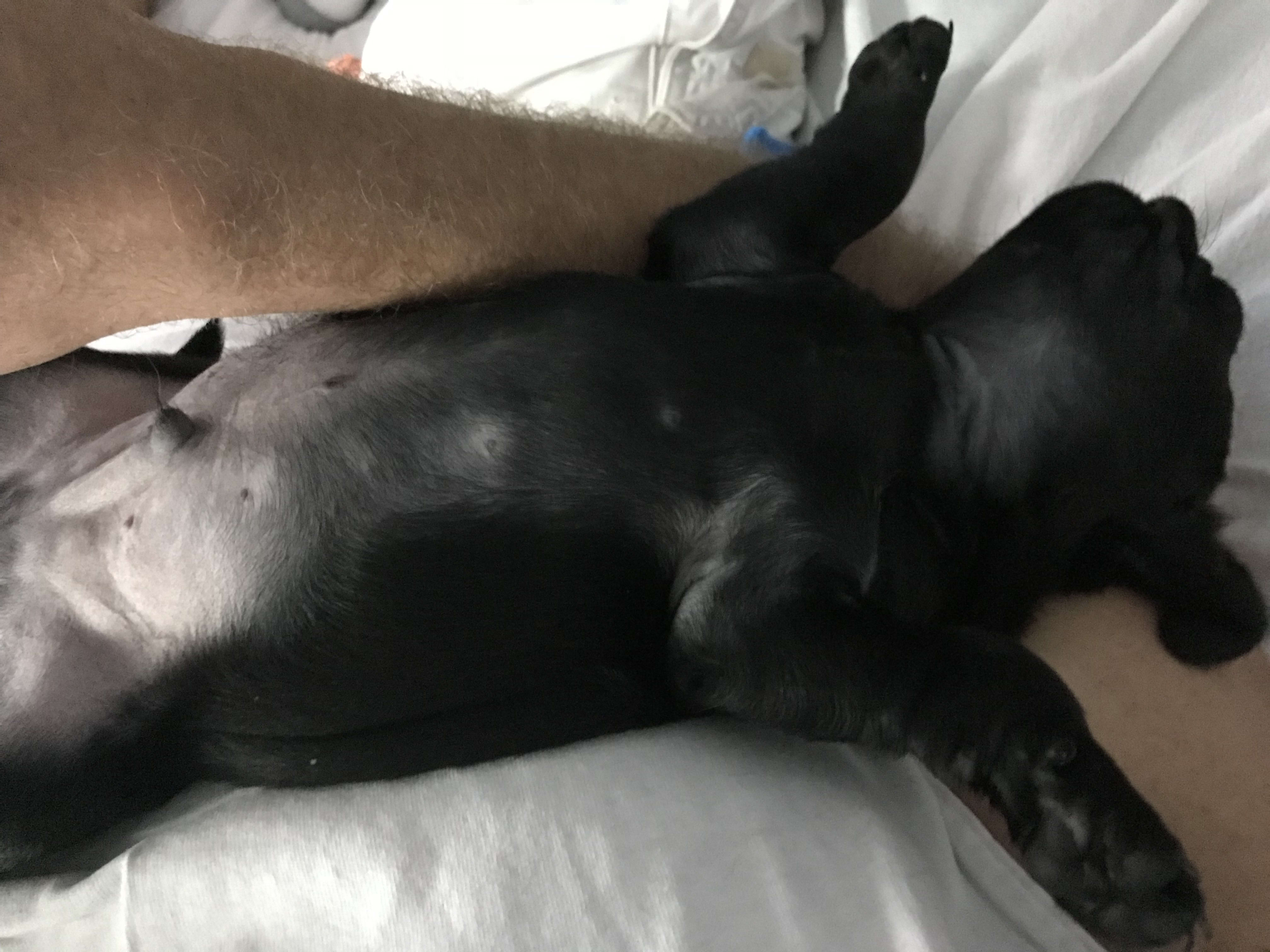 Rocco - Lucca
