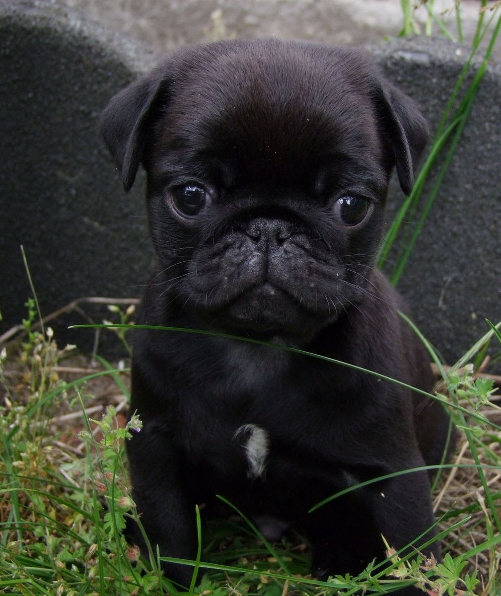 Rocco - Lucca