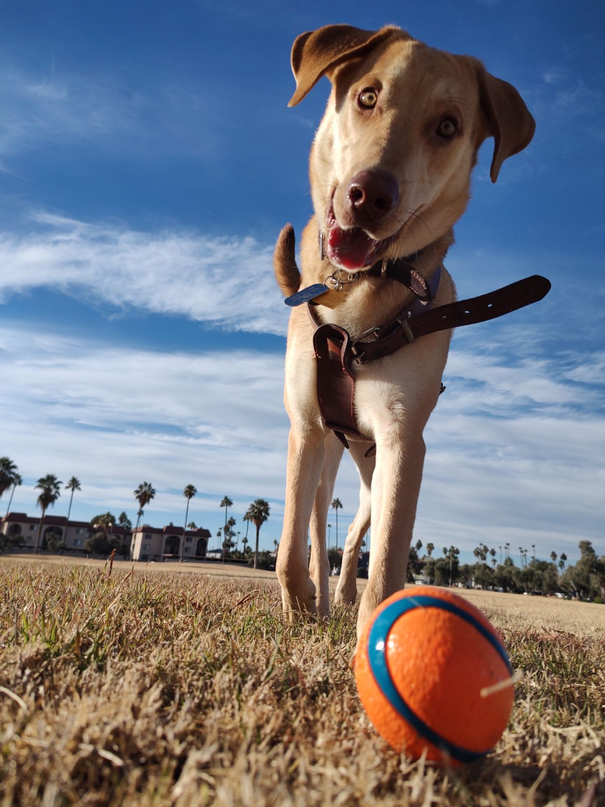 Bob Bob