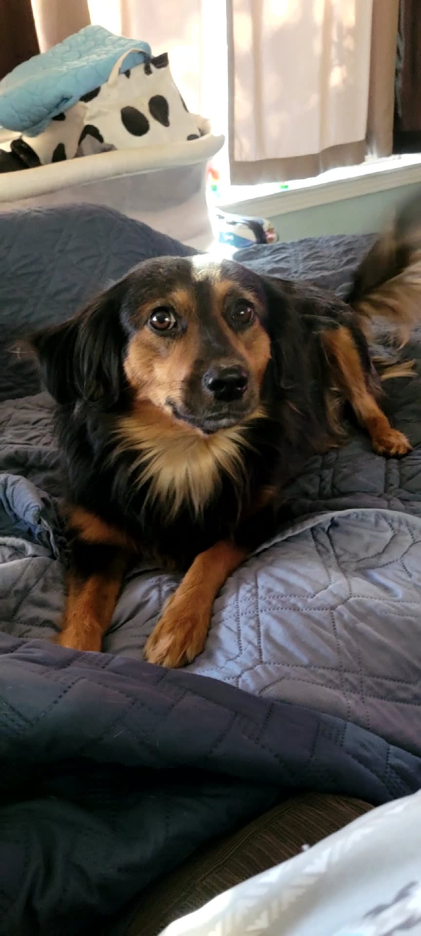 Roxy