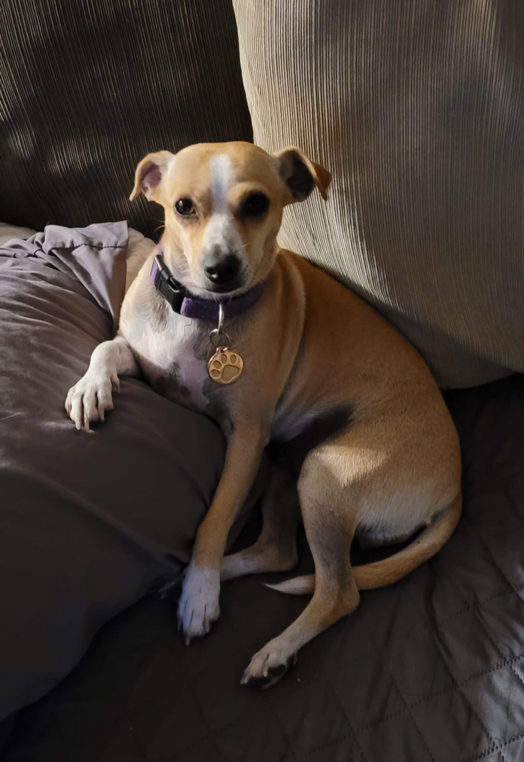 Roxy