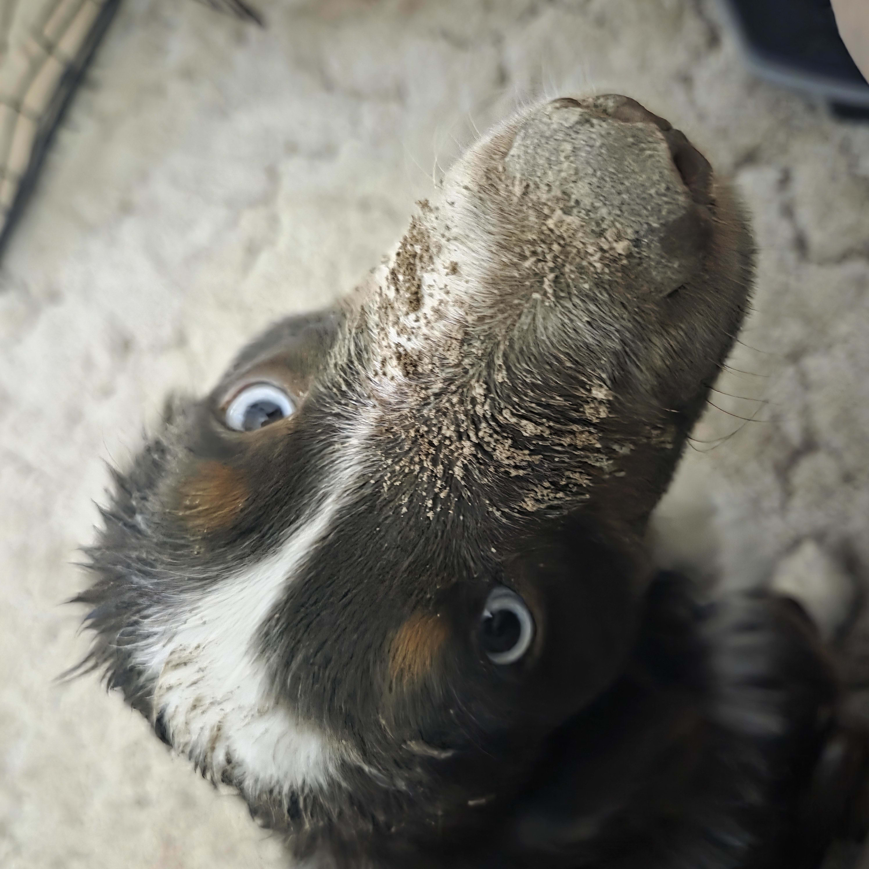 Bodie Bodie