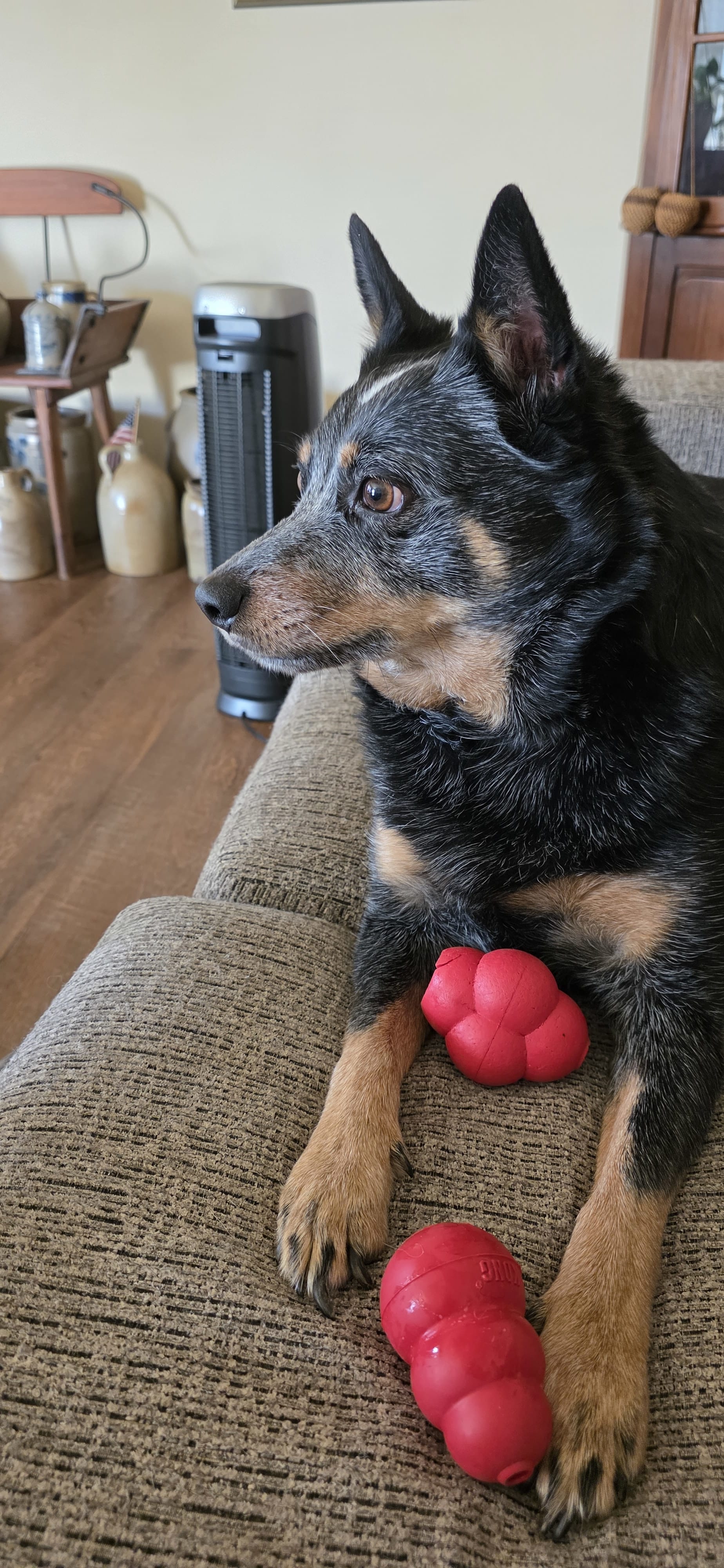 Rascal