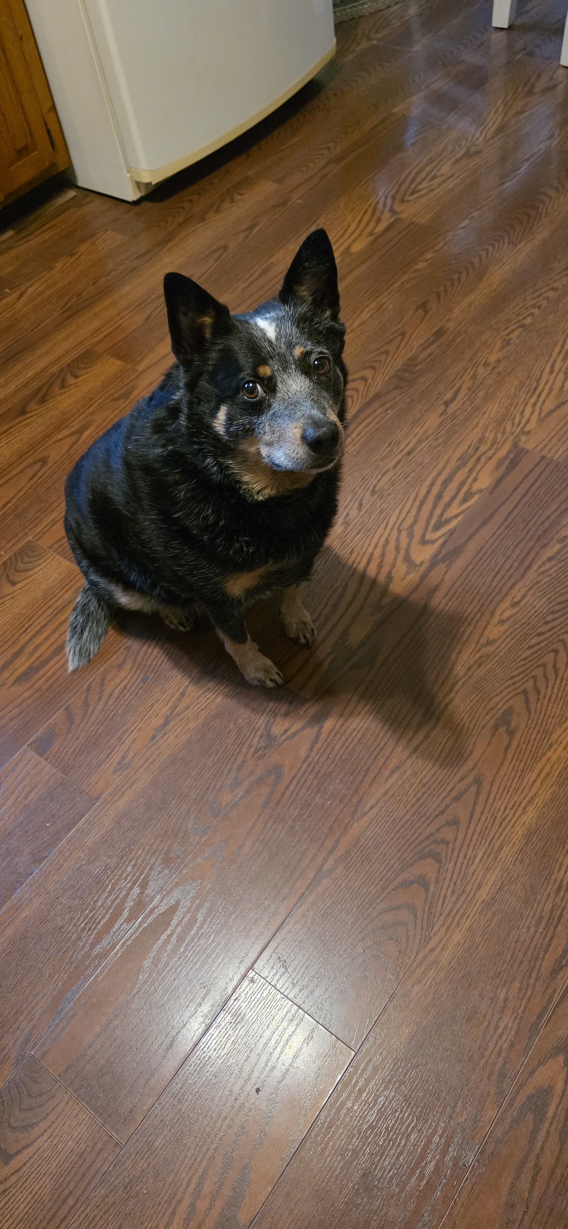 Rascal