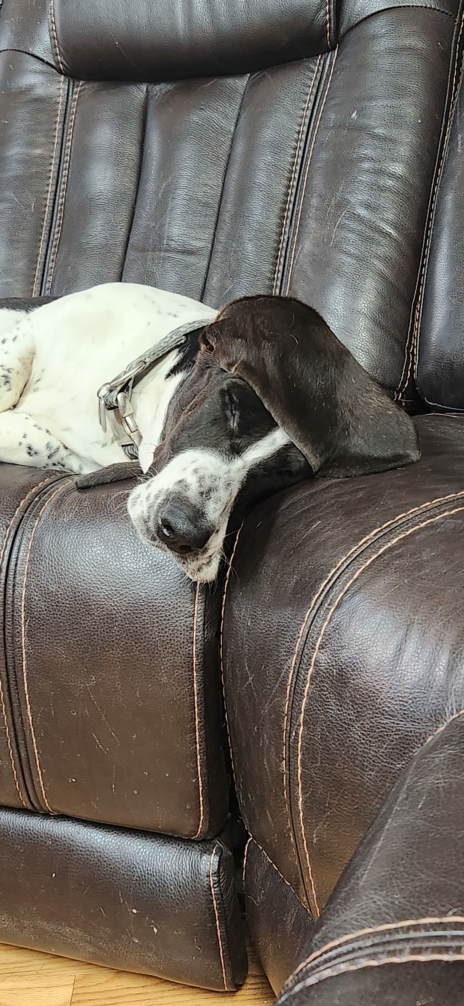 Angus