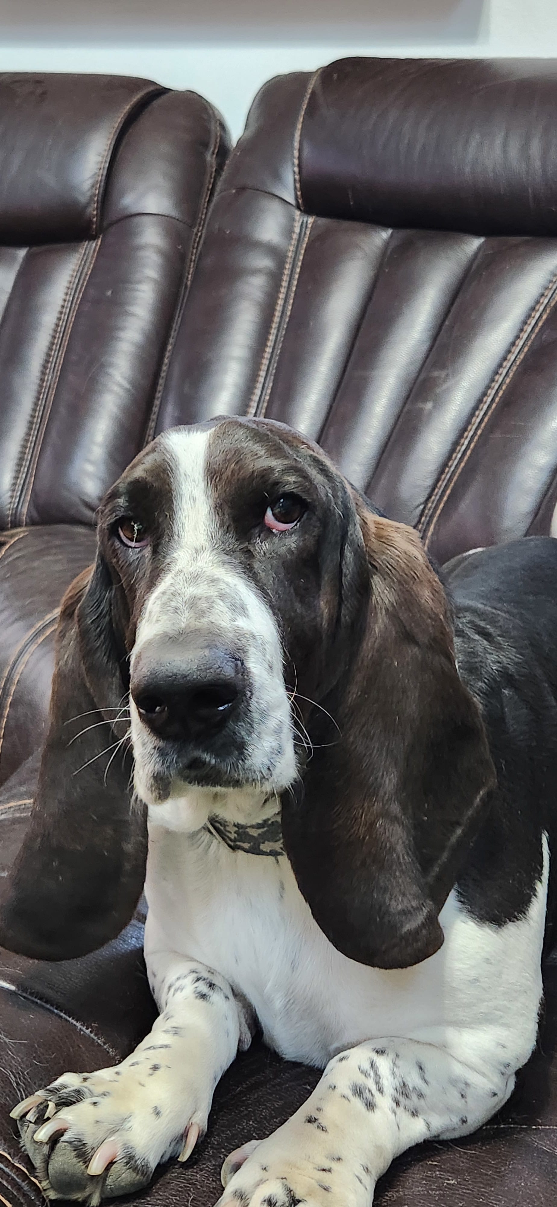 Angus