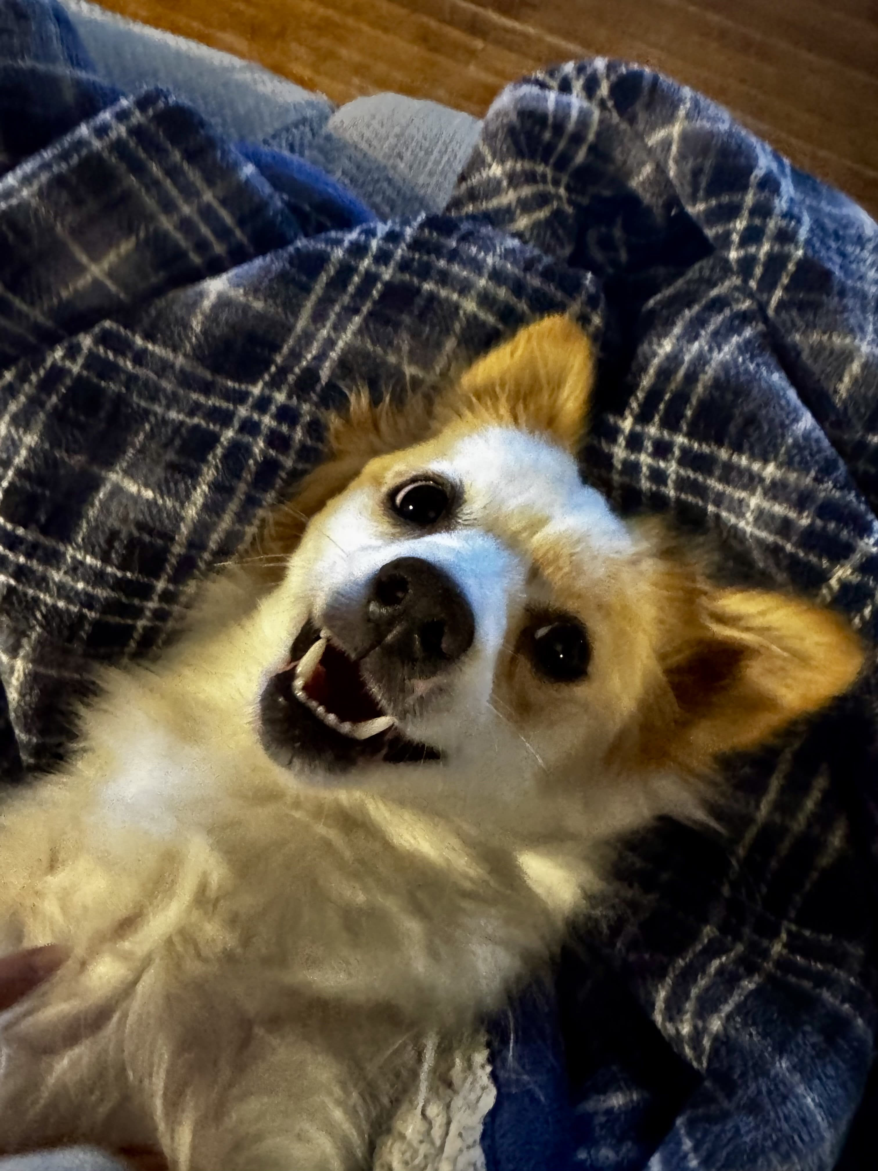 Jack