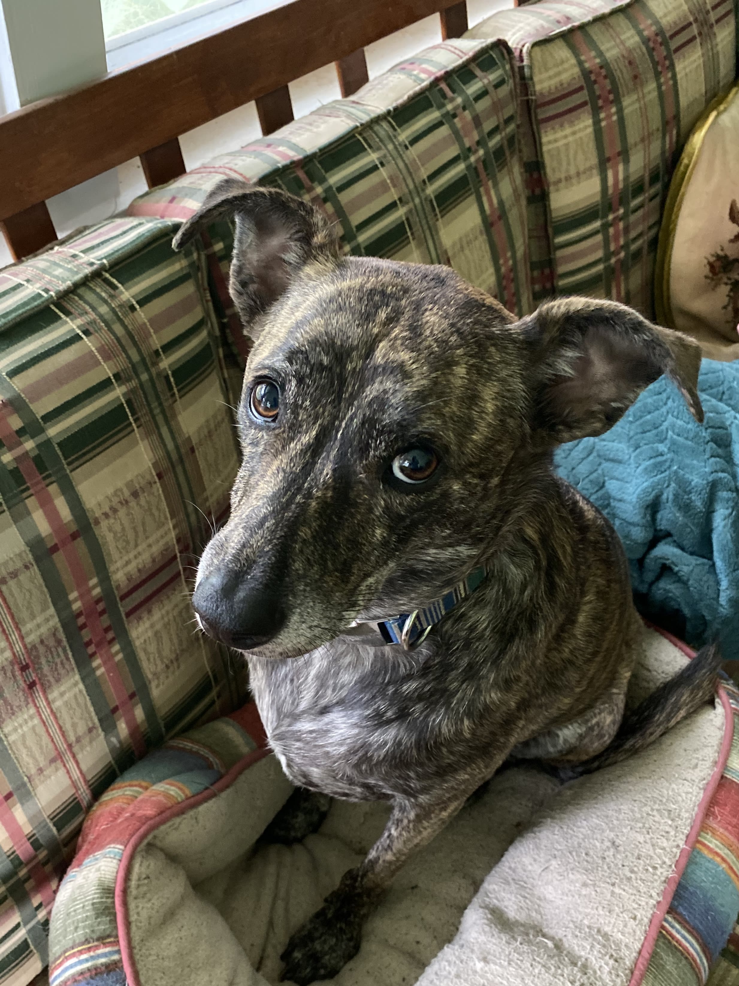 Cheyenne